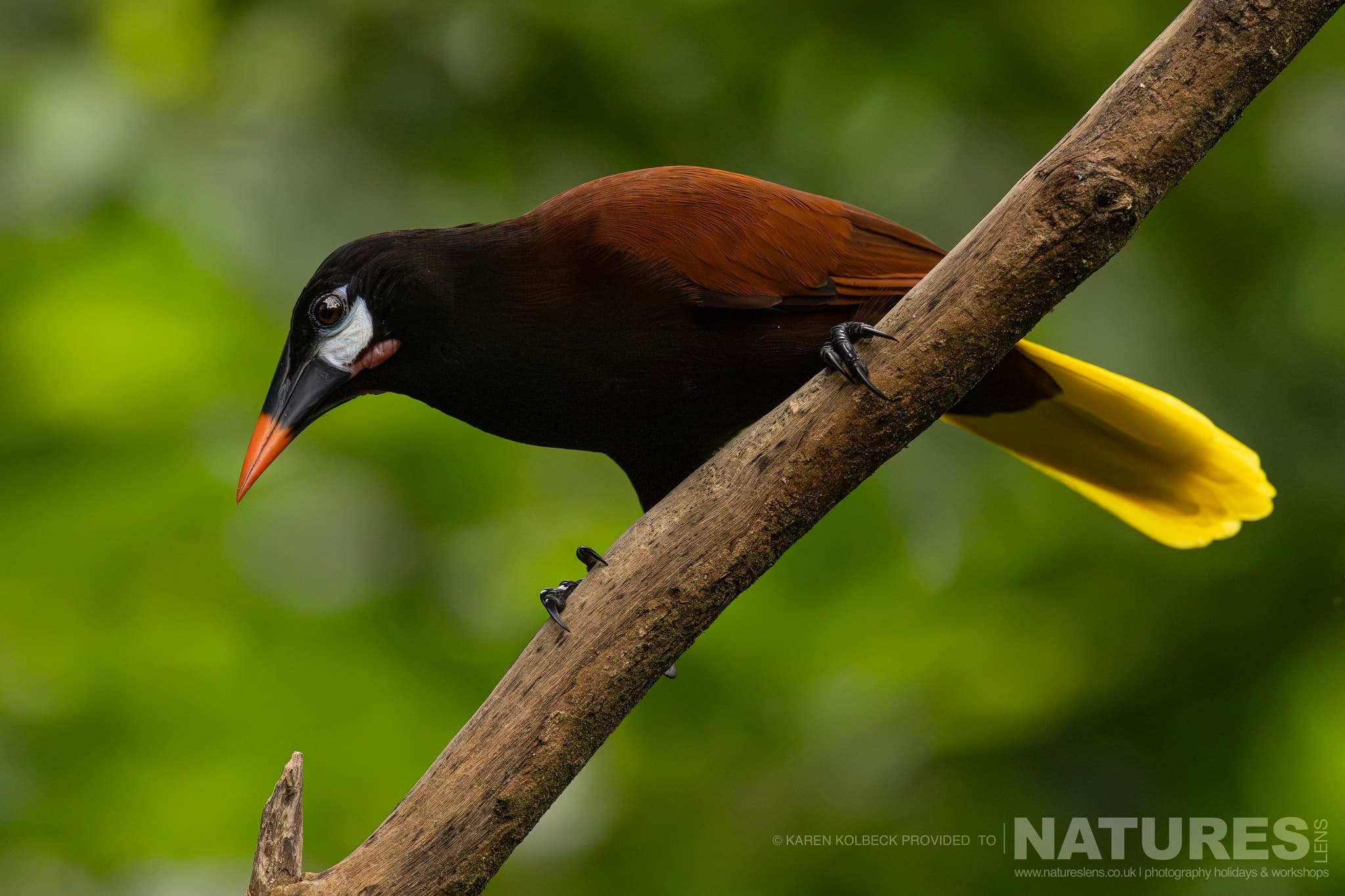 One Of The Many Species That Were Photographed By Karen Folbeck During Our 2024 Costa Rican Wildlife Photography Holiday 73 One Of The Many Species That Were Photographed By Karen Folbeck During Our 2024 Costa Rican Wildlife Photography Holiday – 73