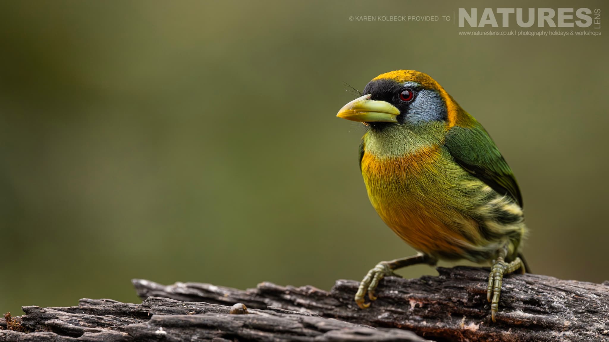 One Of The Many Species That Were Photographed By Karen Folbeck During Our 2024 Costa Rican Wildlife Photography Holiday 74 One Of The Many Species That Were Photographed By Karen Folbeck During Our 2024 Costa Rican Wildlife Photography Holiday – 74