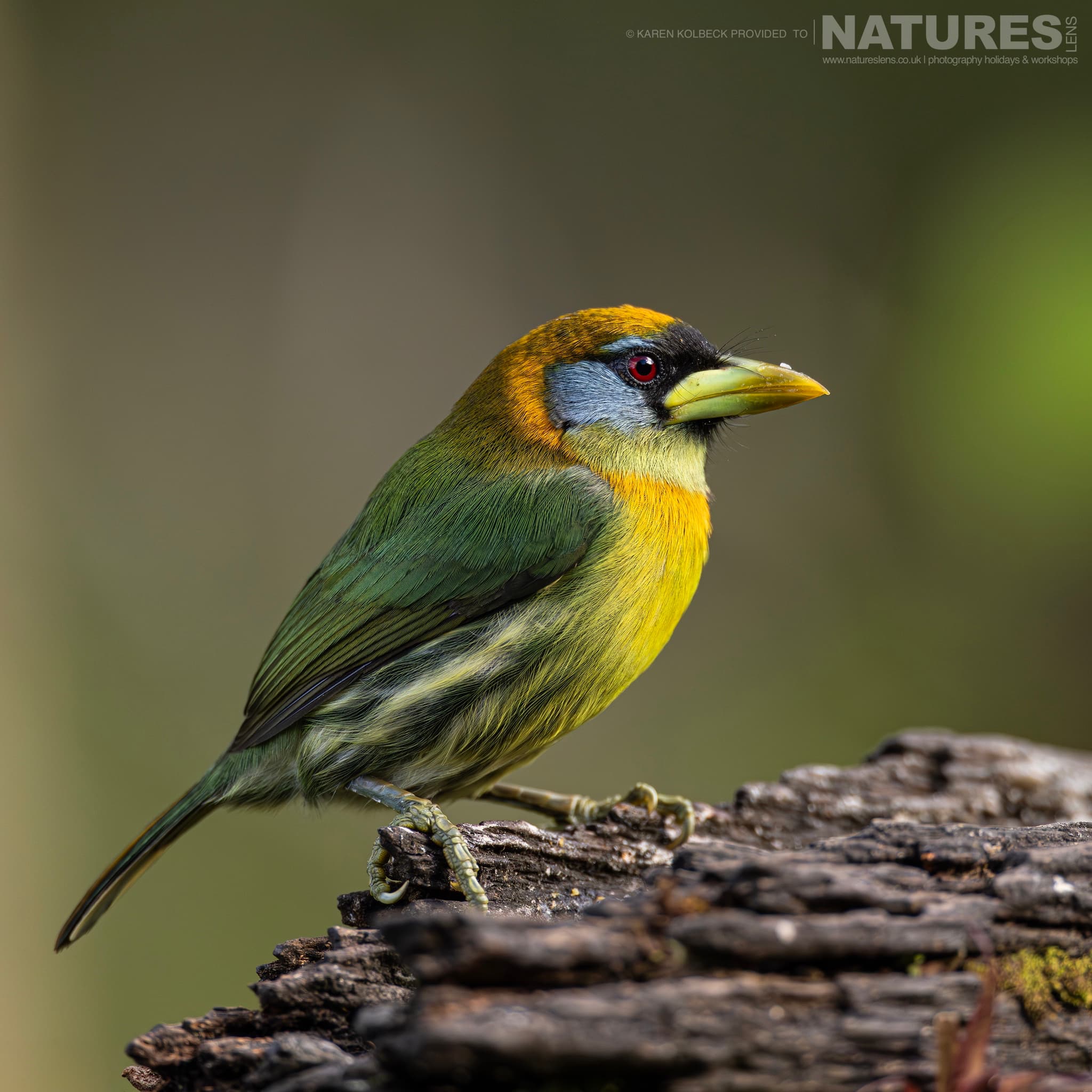 One Of The Many Species That Were Photographed By Karen Folbeck During Our 2024 Costa Rican Wildlife Photography Holiday 75 One Of The Many Species That Were Photographed By Karen Folbeck During Our 2024 Costa Rican Wildlife Photography Holiday – 75
