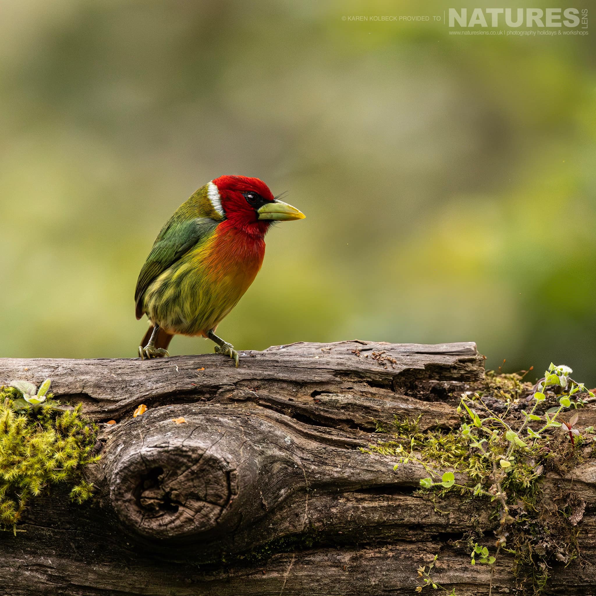 One Of The Many Species That Were Photographed By Karen Folbeck During Our 2024 Costa Rican Wildlife Photography Holiday 76 One Of The Many Species That Were Photographed By Karen Folbeck During Our 2024 Costa Rican Wildlife Photography Holiday – 76