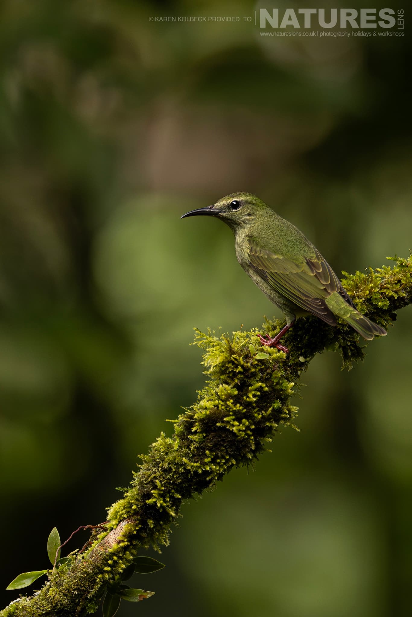 One Of The Many Species That Were Photographed By Karen Folbeck During Our 2024 Costa Rican Wildlife Photography Holiday 77 One Of The Many Species That Were Photographed By Karen Folbeck During Our 2024 Costa Rican Wildlife Photography Holiday – 77