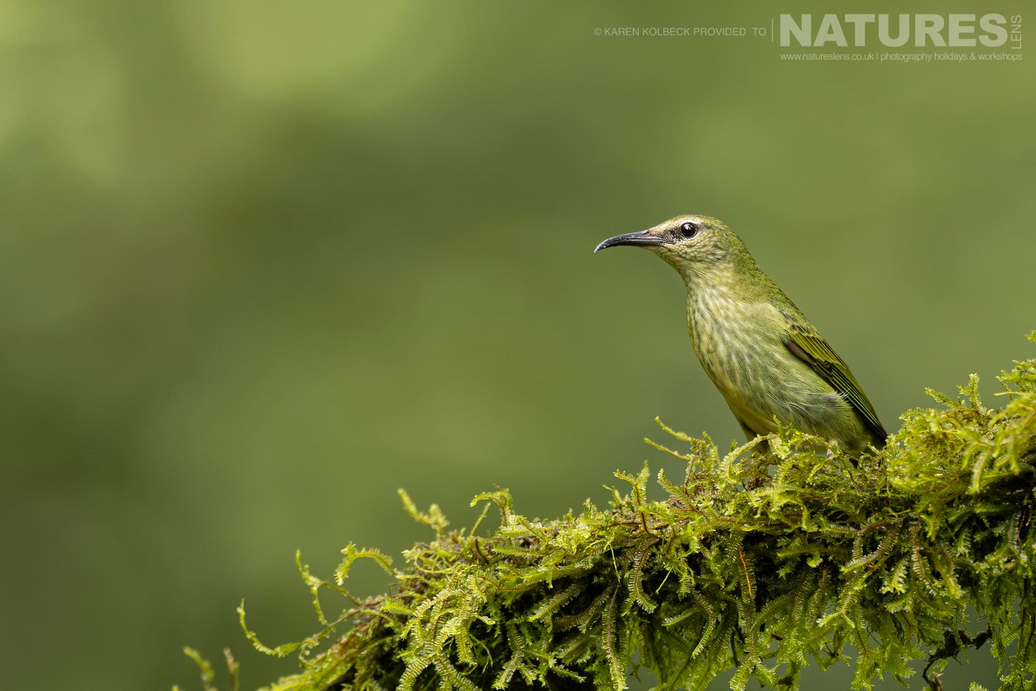 One Of The Many Species That Were Photographed By Karen Folbeck During Our 2024 Costa Rican Wildlife Photography Holiday 78 One Of The Many Species That Were Photographed By Karen Folbeck During Our 2024 Costa Rican Wildlife Photography Holiday – 78