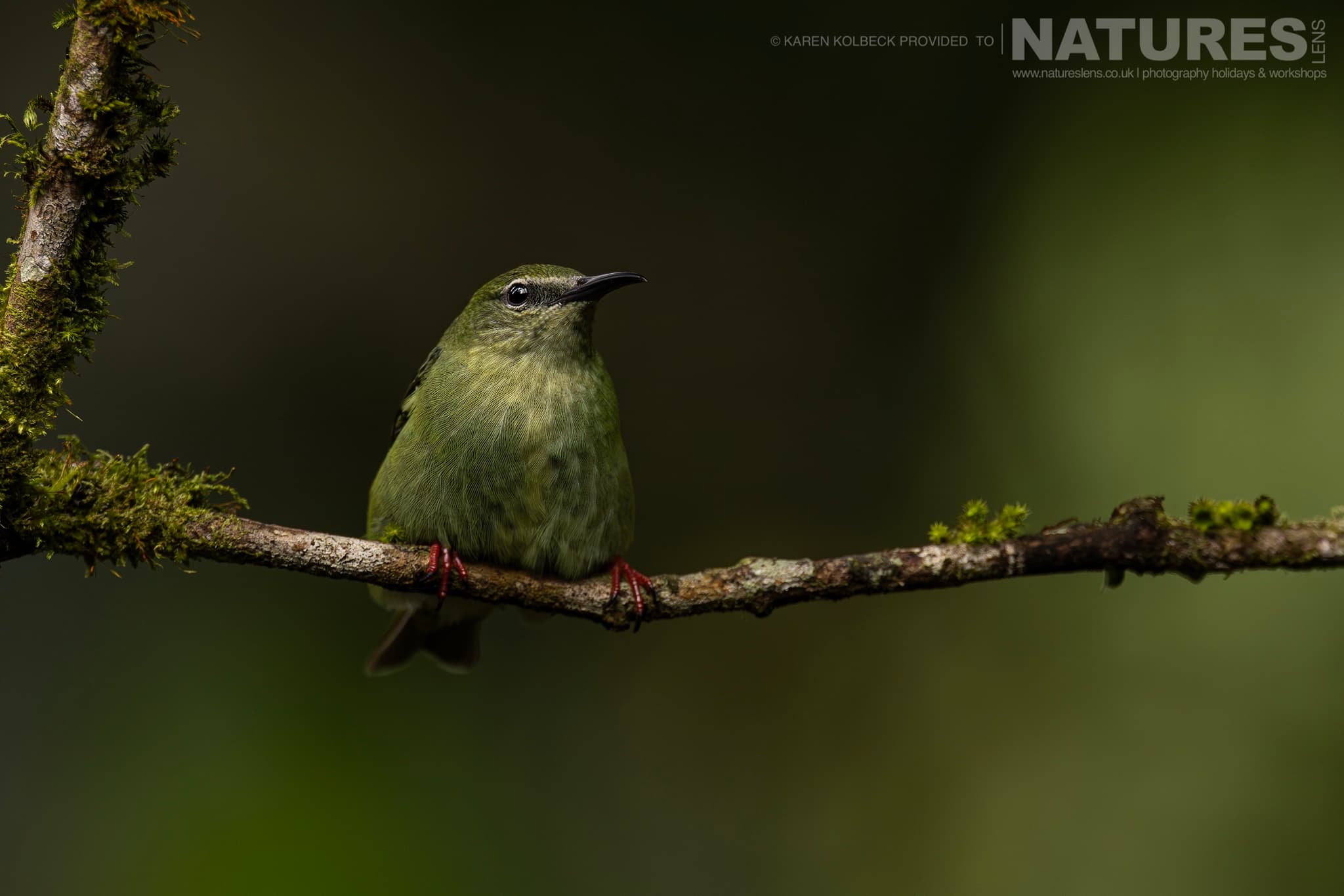 One Of The Many Species That Were Photographed By Karen Folbeck During Our 2024 Costa Rican Wildlife Photography Holiday 79 One Of The Many Species That Were Photographed By Karen Folbeck During Our 2024 Costa Rican Wildlife Photography Holiday – 79