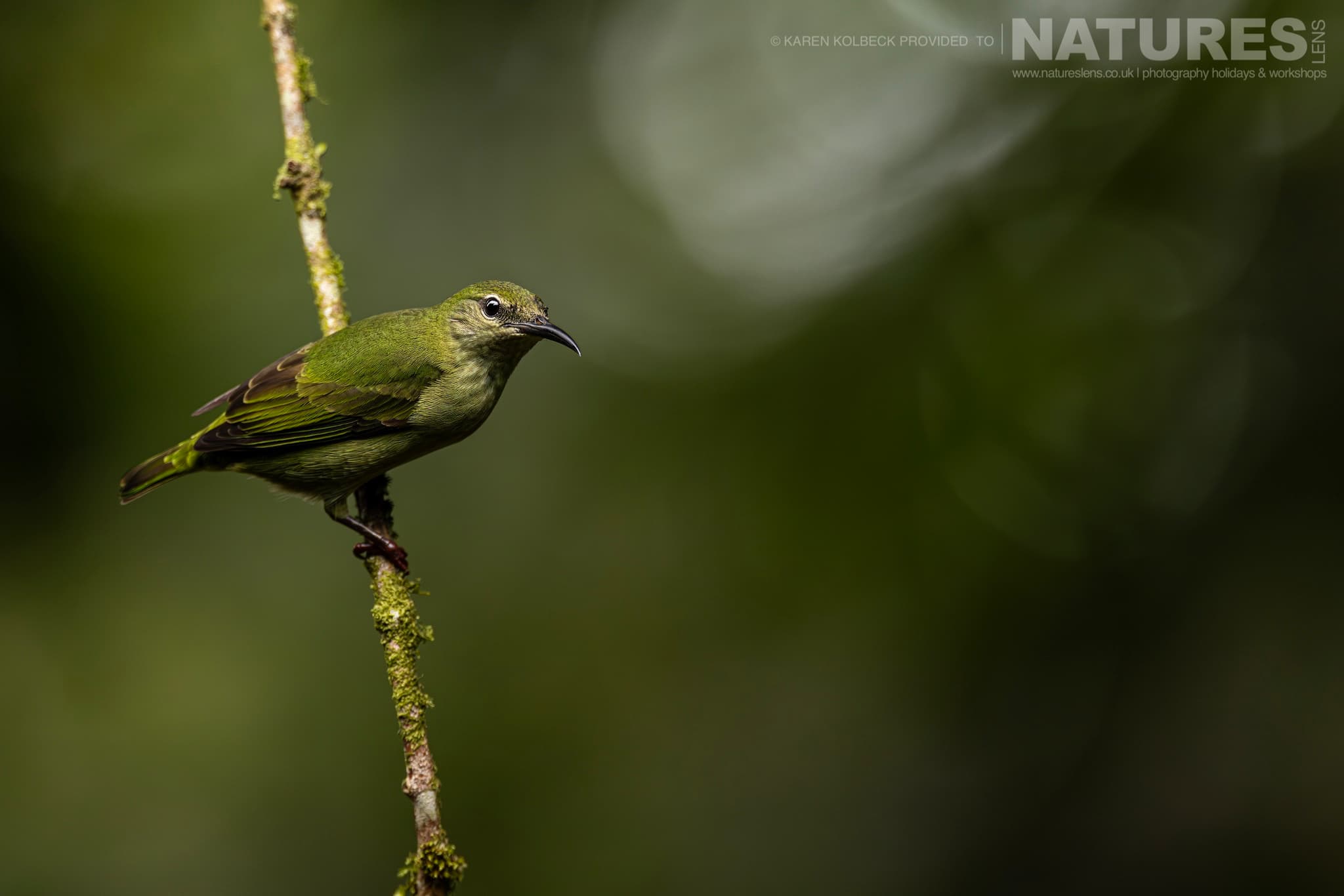 One Of The Many Species That Were Photographed By Karen Folbeck During Our 2024 Costa Rican Wildlife Photography Holiday 80 One Of The Many Species That Were Photographed By Karen Folbeck During Our 2024 Costa Rican Wildlife Photography Holiday – 80
