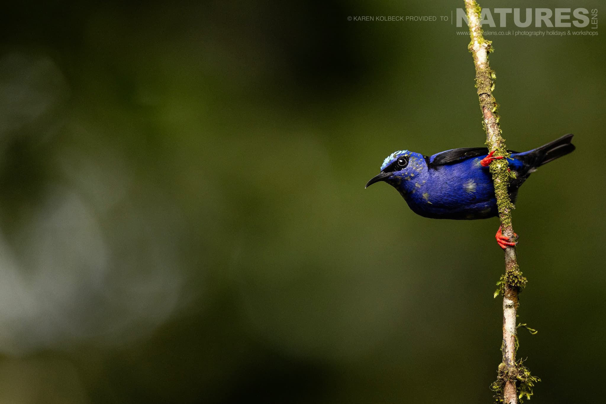 One Of The Many Species That Were Photographed By Karen Folbeck During Our 2024 Costa Rican Wildlife Photography Holiday 81 One Of The Many Species That Were Photographed By Karen Folbeck During Our 2024 Costa Rican Wildlife Photography Holiday – 81