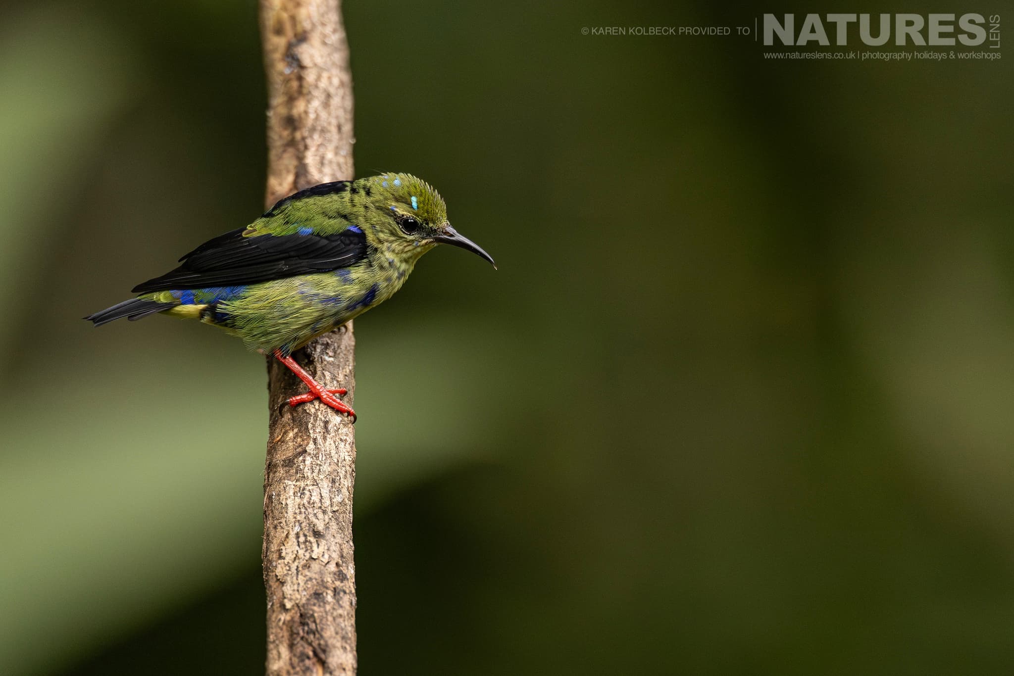 One Of The Many Species That Were Photographed By Karen Folbeck During Our 2024 Costa Rican Wildlife Photography Holiday 82 One Of The Many Species That Were Photographed By Karen Folbeck During Our 2024 Costa Rican Wildlife Photography Holiday – 82