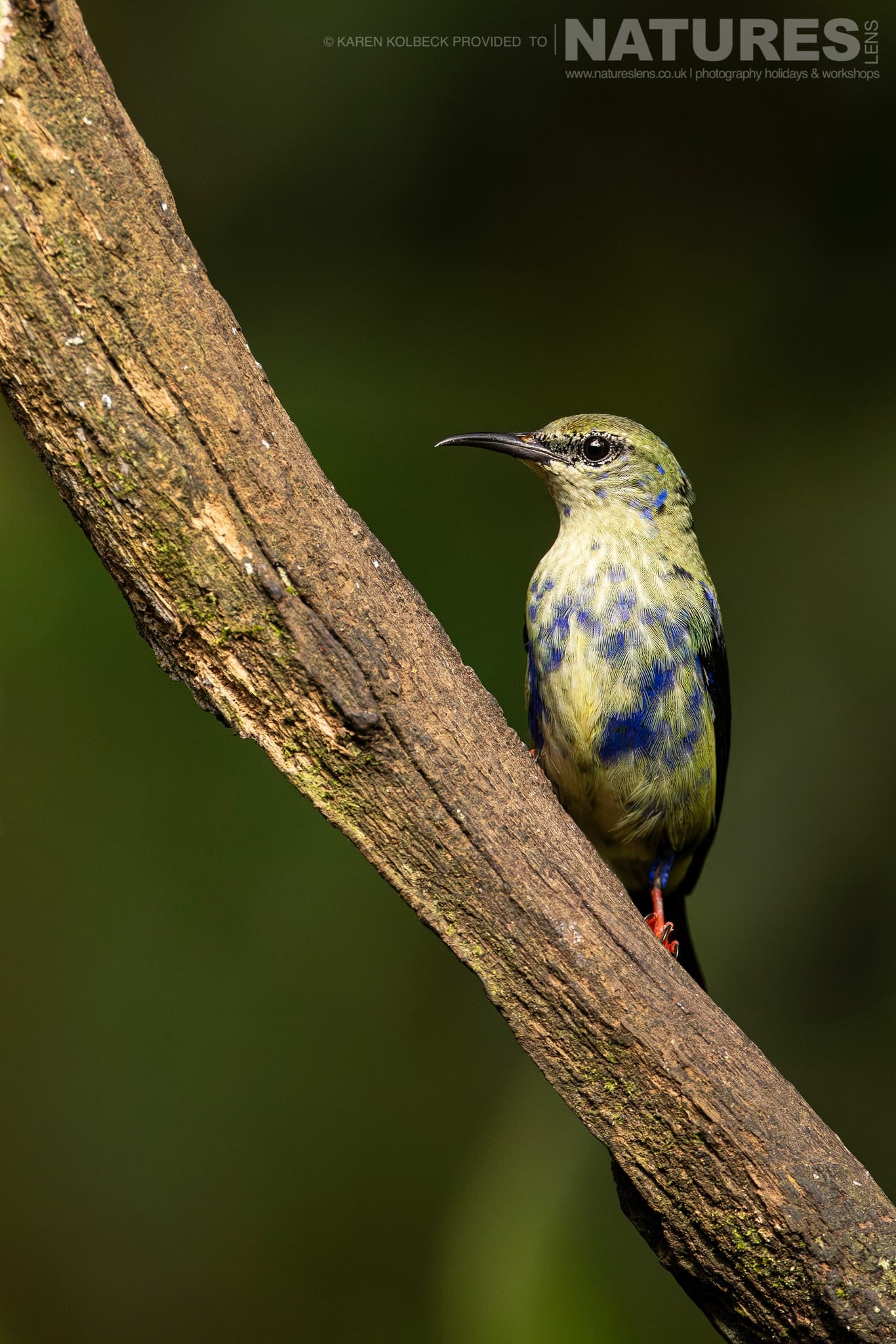 One Of The Many Species That Were Photographed By Karen Folbeck During Our 2024 Costa Rican Wildlife Photography Holiday 83 One Of The Many Species That Were Photographed By Karen Folbeck During Our 2024 Costa Rican Wildlife Photography Holiday – 83