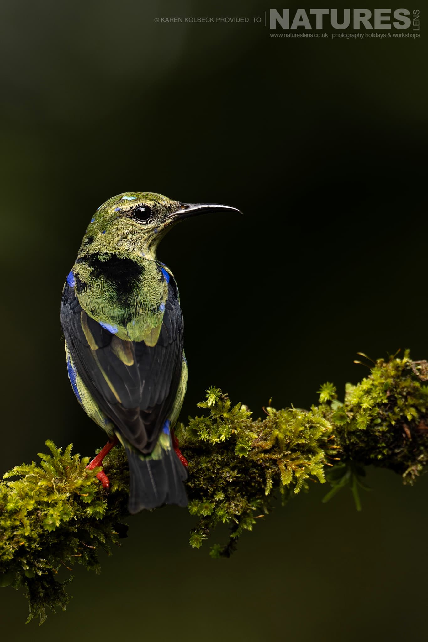 One Of The Many Species That Were Photographed By Karen Folbeck During Our 2024 Costa Rican Wildlife Photography Holiday 84 One Of The Many Species That Were Photographed By Karen Folbeck During Our 2024 Costa Rican Wildlife Photography Holiday – 84