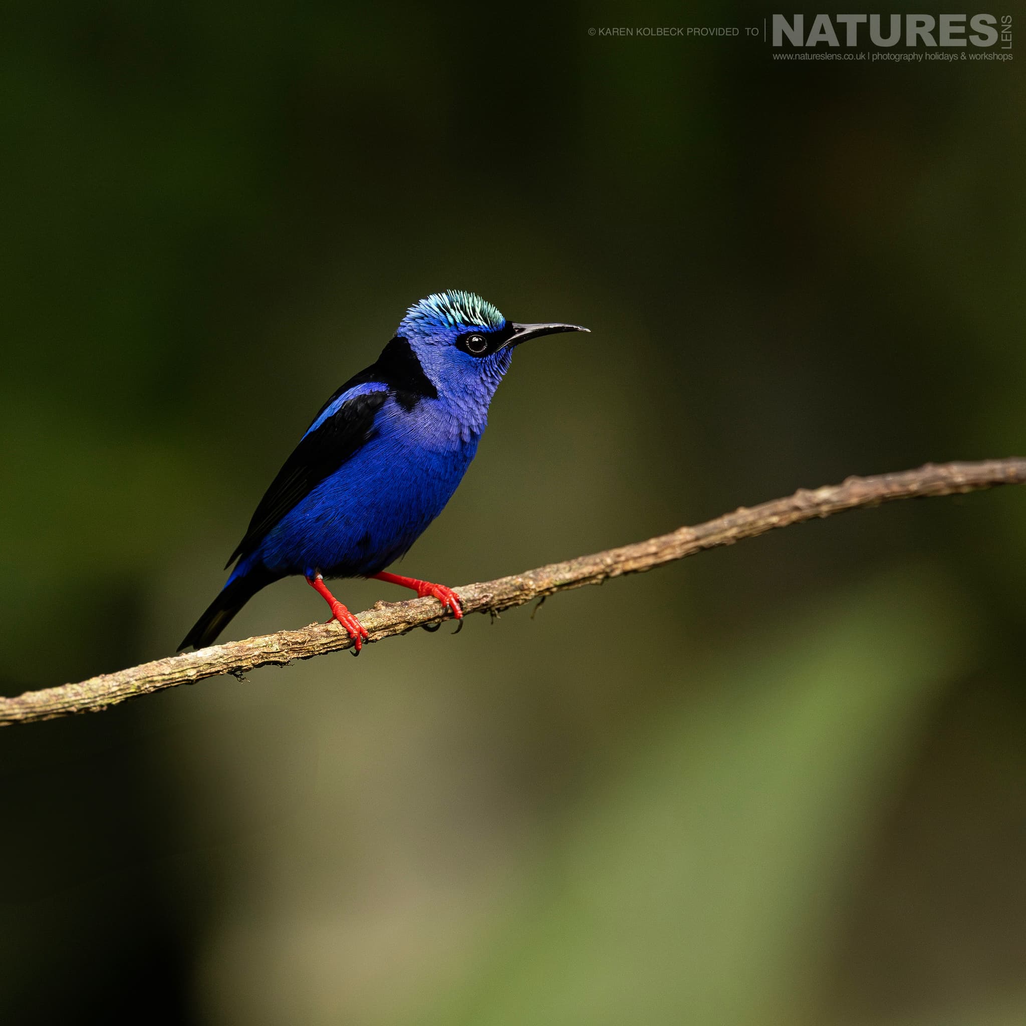 One Of The Many Species That Were Photographed By Karen Folbeck During Our 2024 Costa Rican Wildlife Photography Holiday 85 One Of The Many Species That Were Photographed By Karen Folbeck During Our 2024 Costa Rican Wildlife Photography Holiday – 85