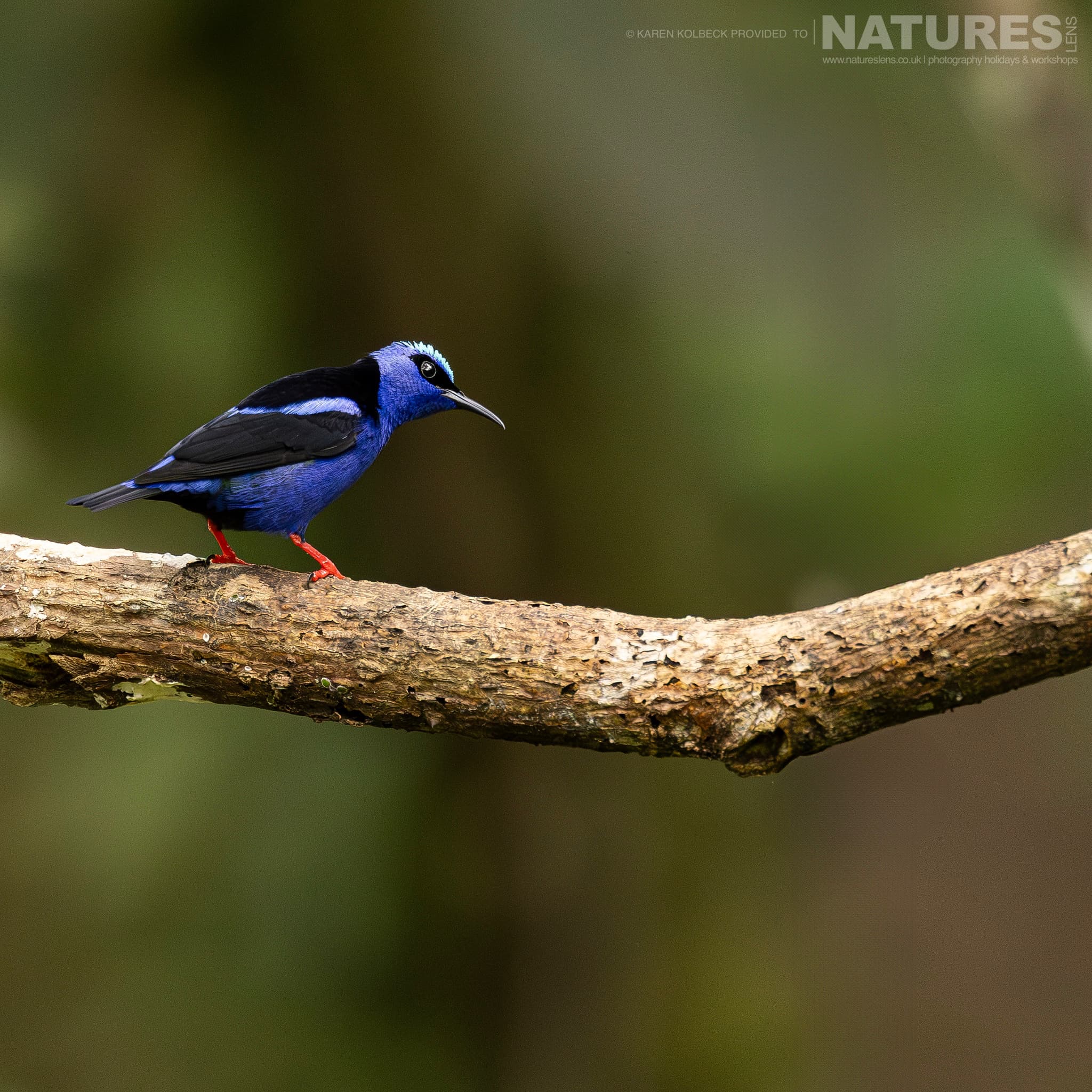 One Of The Many Species That Were Photographed By Karen Folbeck During Our 2024 Costa Rican Wildlife Photography Holiday 86 One Of The Many Species That Were Photographed By Karen Folbeck During Our 2024 Costa Rican Wildlife Photography Holiday – 86