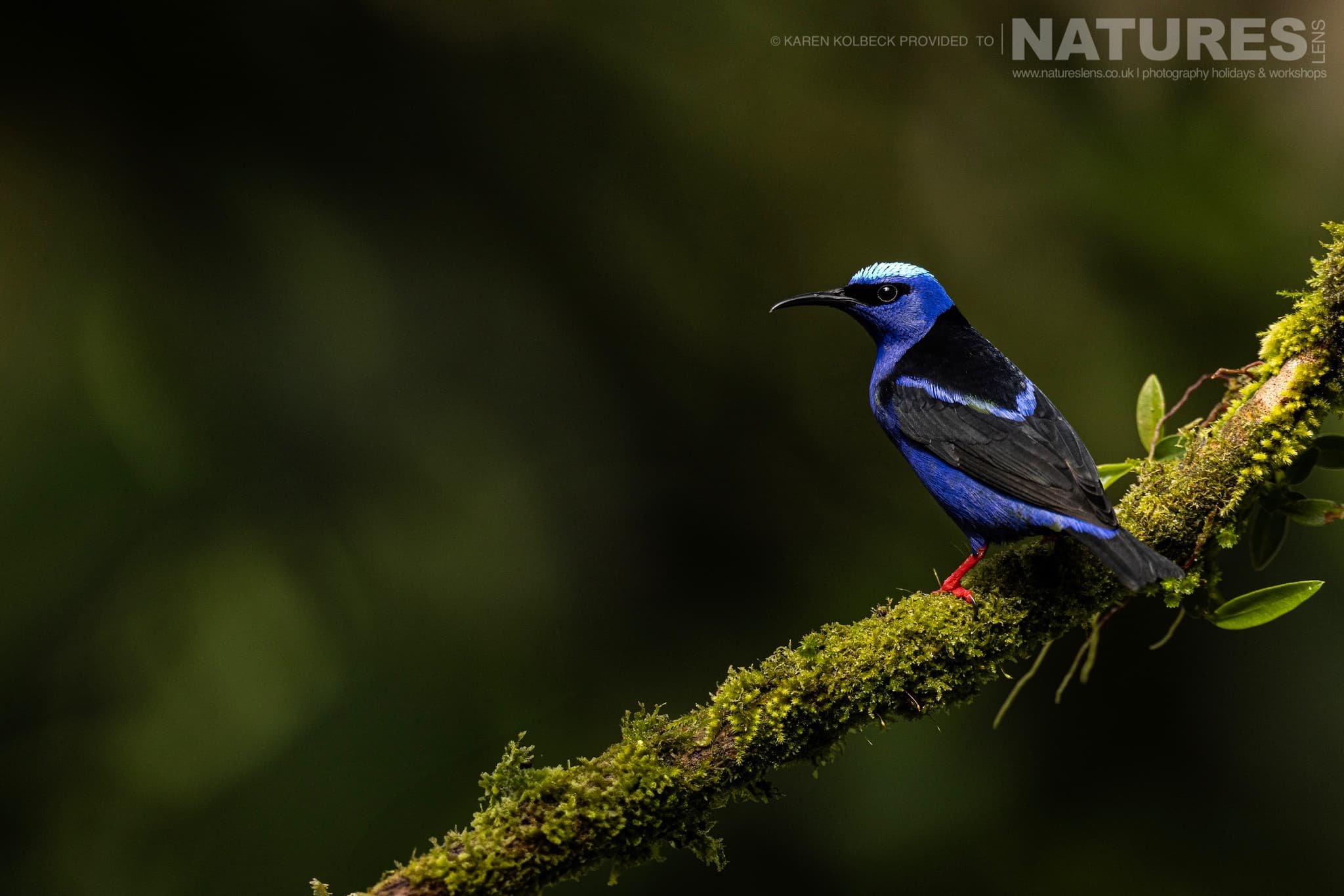 One Of The Many Species That Were Photographed By Karen Folbeck During Our 2024 Costa Rican Wildlife Photography Holiday 87 One Of The Many Species That Were Photographed By Karen Folbeck During Our 2024 Costa Rican Wildlife Photography Holiday – 87
