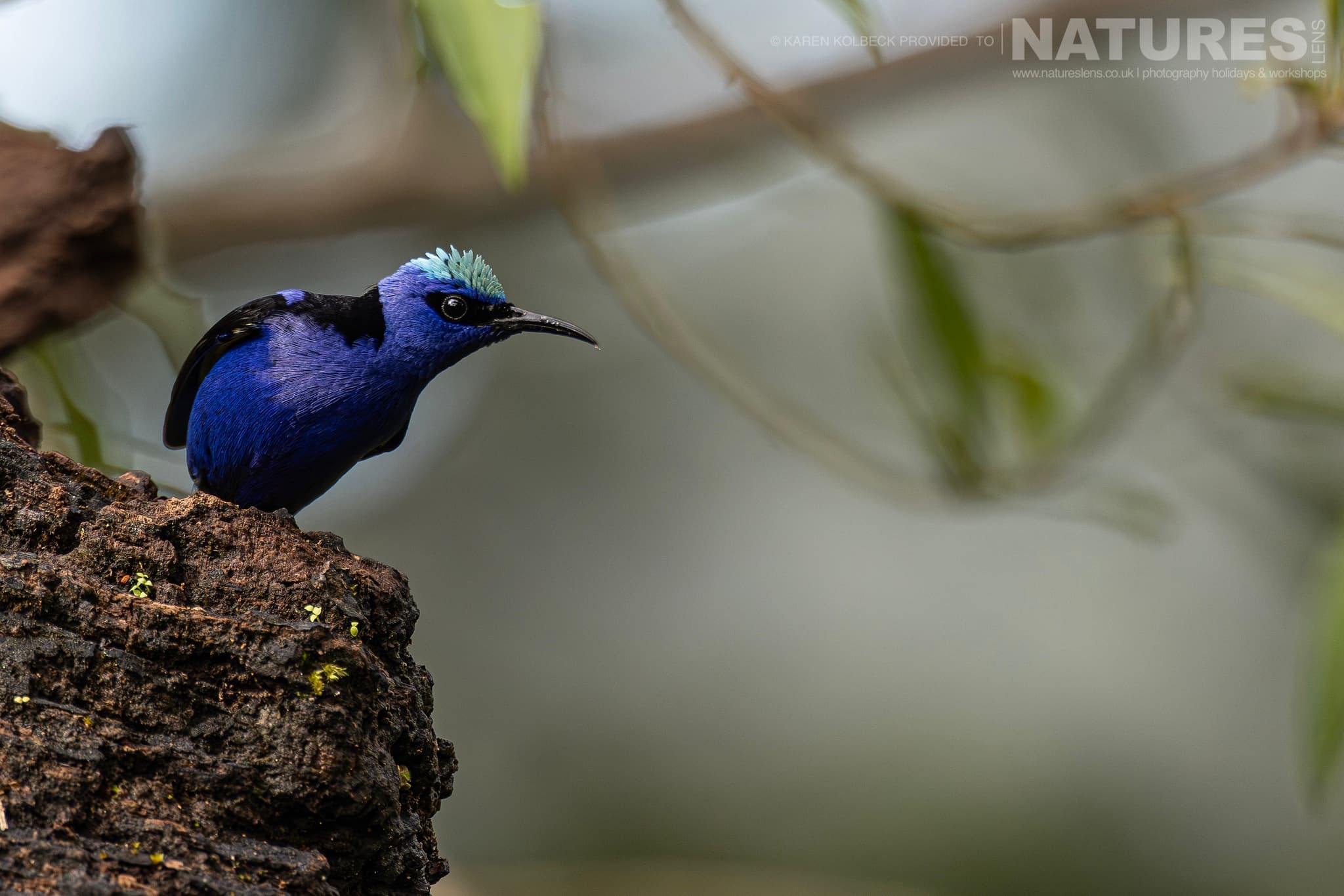 One Of The Many Species That Were Photographed By Karen Folbeck During Our 2024 Costa Rican Wildlife Photography Holiday 88 One Of The Many Species That Were Photographed By Karen Folbeck During Our 2024 Costa Rican Wildlife Photography Holiday – 88