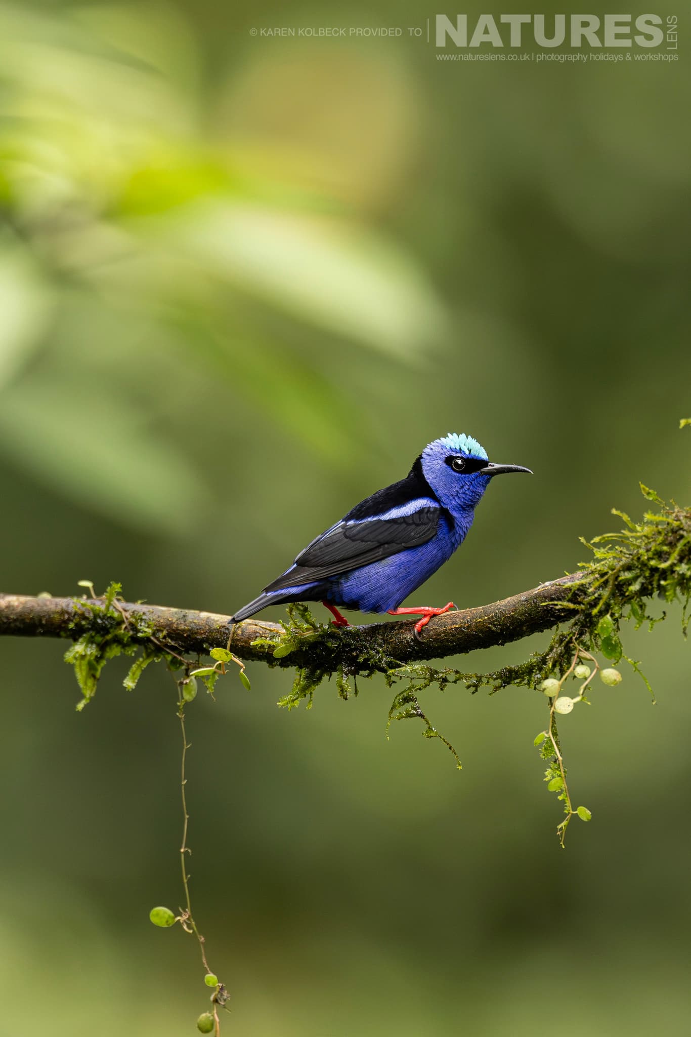 One Of The Many Species That Were Photographed By Karen Folbeck During Our 2024 Costa Rican Wildlife Photography Holiday 89 One Of The Many Species That Were Photographed By Karen Folbeck During Our 2024 Costa Rican Wildlife Photography Holiday – 89