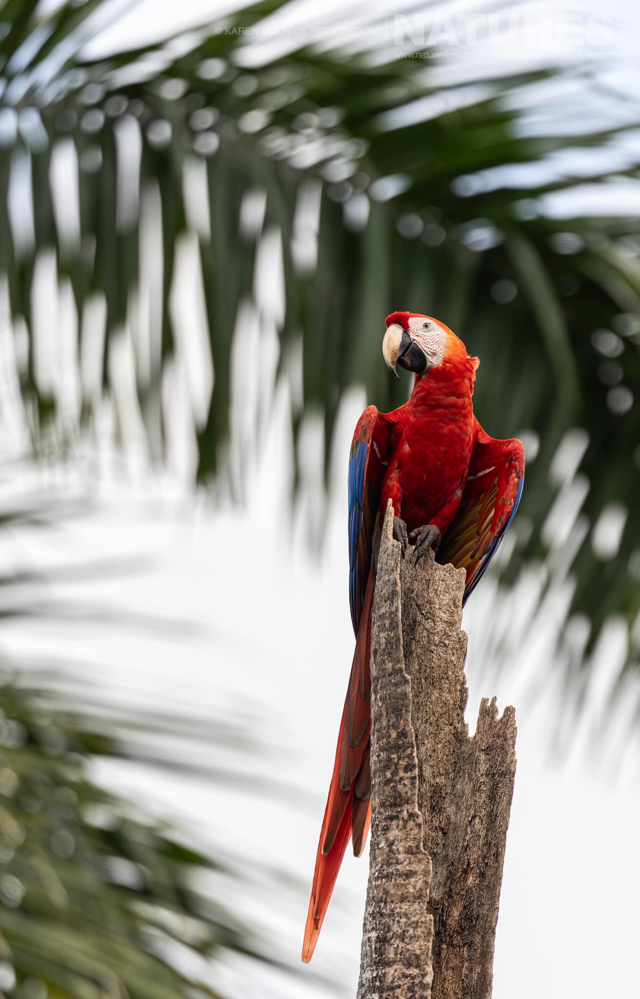 One Of The Many Species That Were Photographed By Karen Folbeck During Our 2024 Costa Rican Wildlife Photography Holiday 90 One Of The Many Species That Were Photographed By Karen Folbeck During Our 2024 Costa Rican Wildlife Photography Holiday – 90