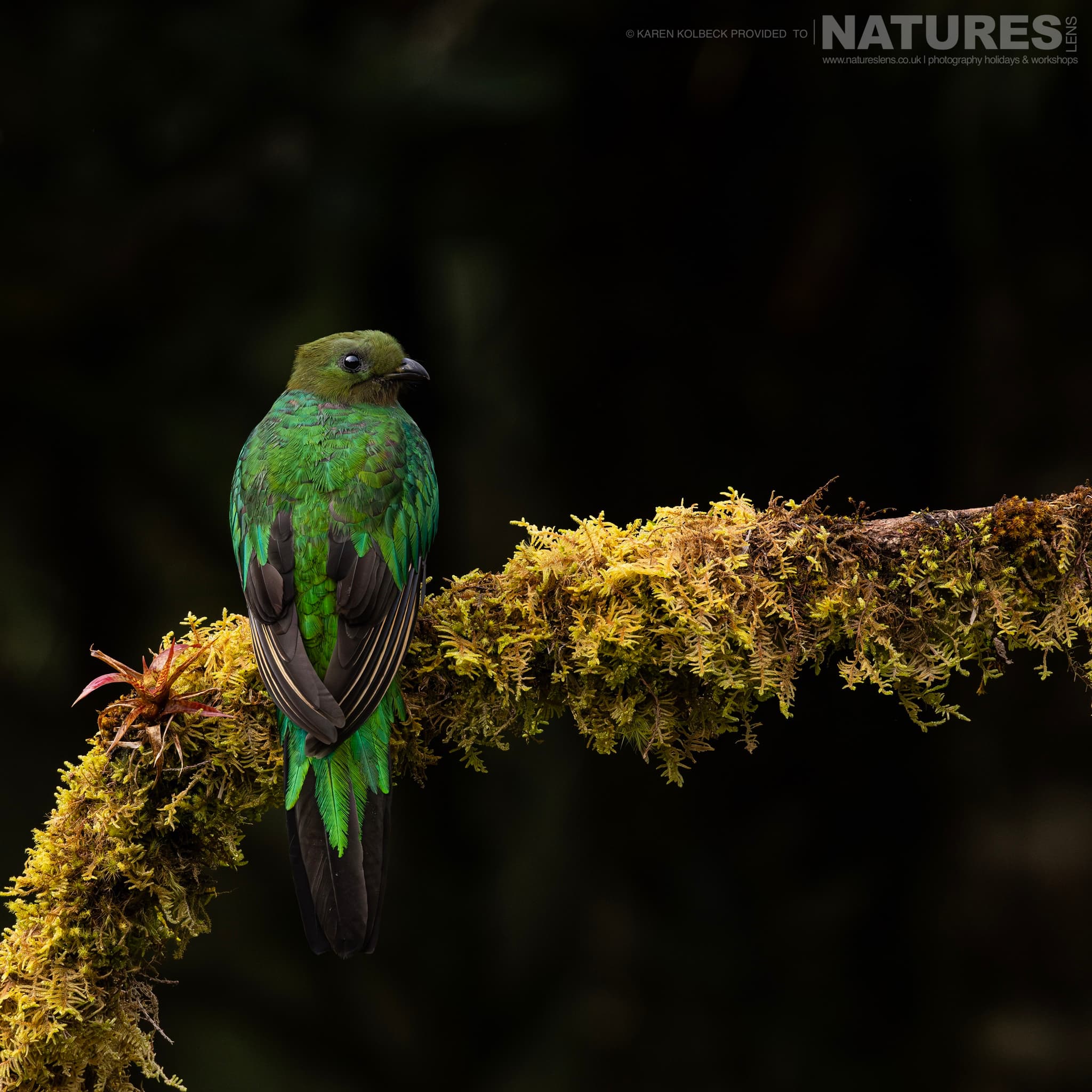 One Of The Many Species That Were Photographed By Karen Folbeck During Our 2024 Costa Rican Wildlife Photography Holiday 91 One Of The Many Species That Were Photographed By Karen Folbeck During Our 2024 Costa Rican Wildlife Photography Holiday – 91