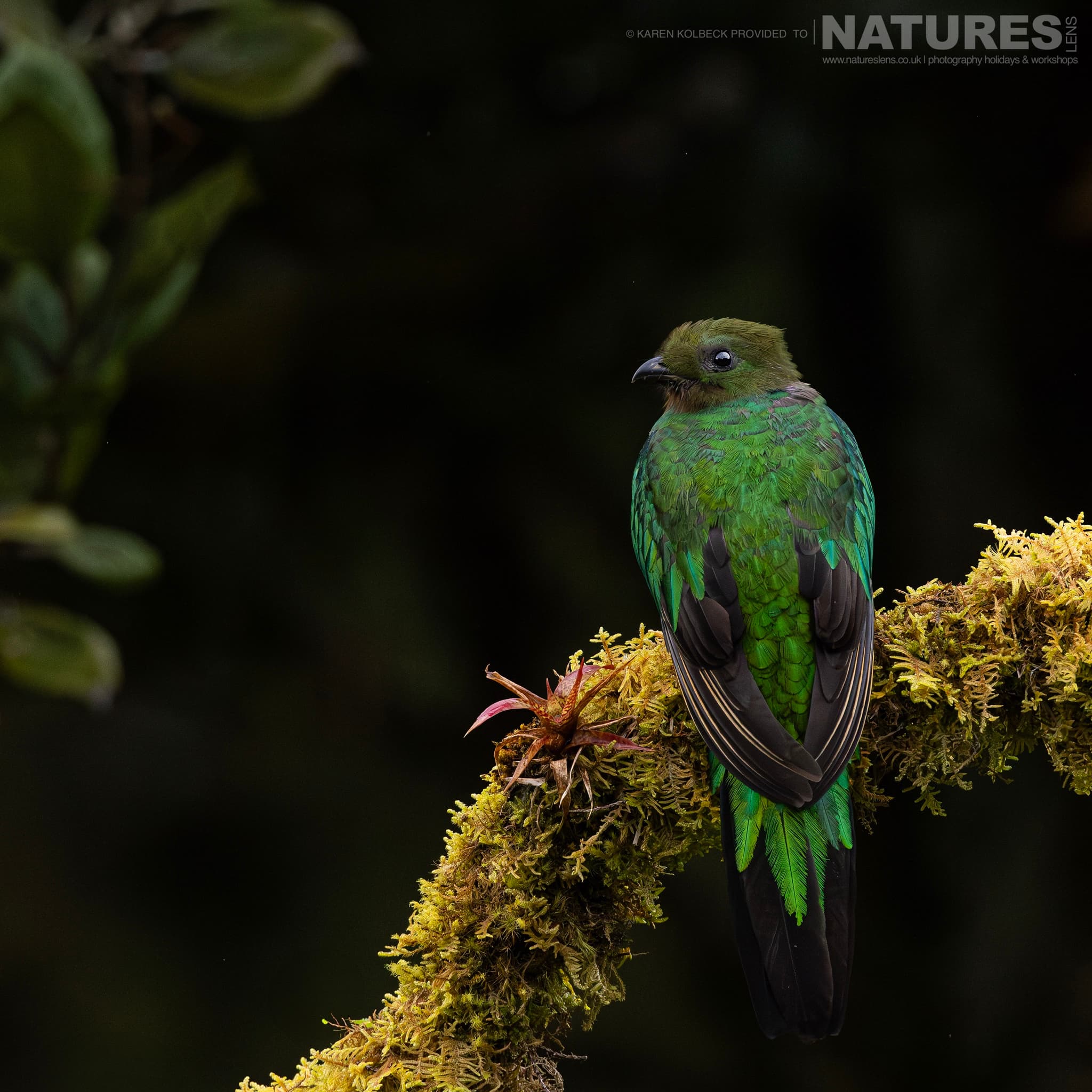 One Of The Many Species That Were Photographed By Karen Folbeck During Our 2024 Costa Rican Wildlife Photography Holiday 92 One Of The Many Species That Were Photographed By Karen Folbeck During Our 2024 Costa Rican Wildlife Photography Holiday – 92