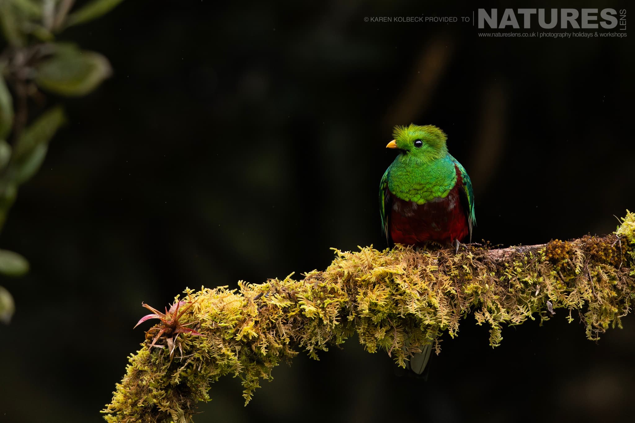 One Of The Many Species That Were Photographed By Karen Folbeck During Our 2024 Costa Rican Wildlife Photography Holiday 93 One Of The Many Species That Were Photographed By Karen Folbeck During Our 2024 Costa Rican Wildlife Photography Holiday – 93