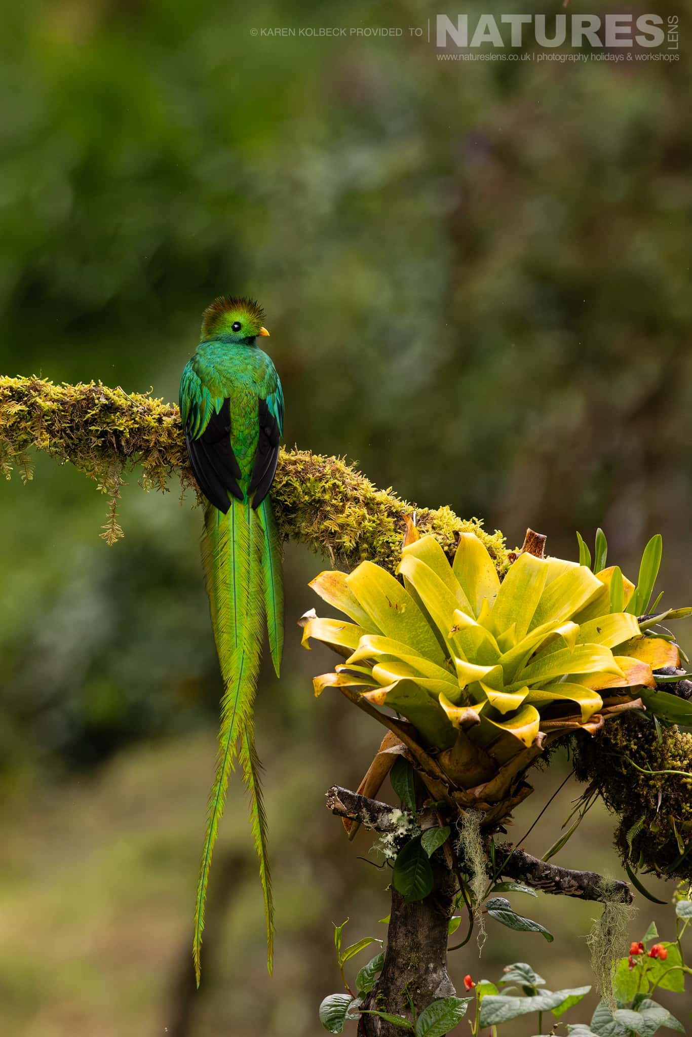 One Of The Many Species That Were Photographed By Karen Folbeck During Our 2024 Costa Rican Wildlife Photography Holiday 94 One Of The Many Species That Were Photographed By Karen Folbeck During Our 2024 Costa Rican Wildlife Photography Holiday – 94