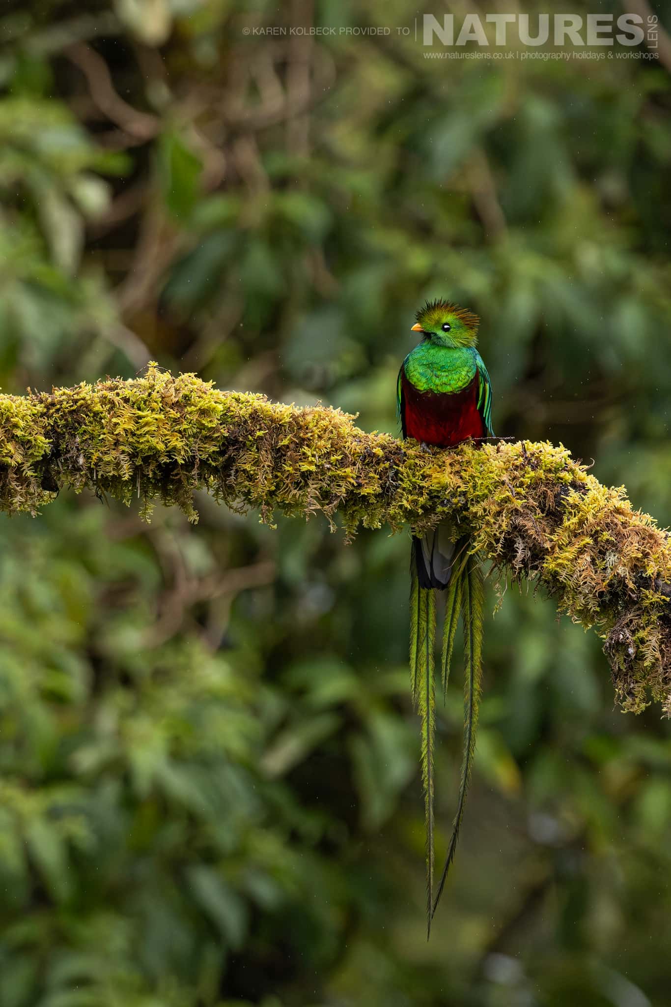One Of The Many Species That Were Photographed By Karen Folbeck During Our 2024 Costa Rican Wildlife Photography Holiday 95 One Of The Many Species That Were Photographed By Karen Folbeck During Our 2024 Costa Rican Wildlife Photography Holiday – 95