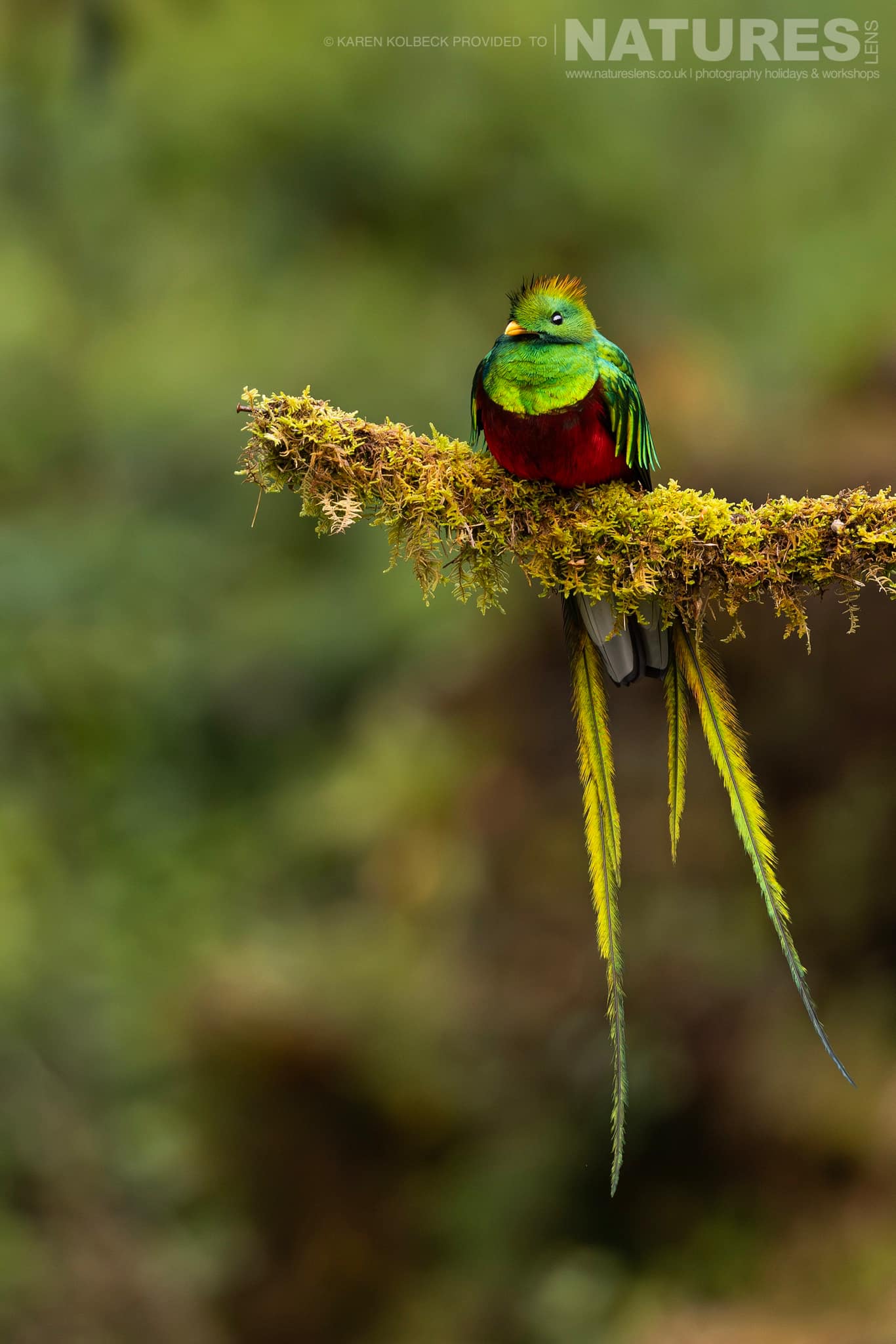 One Of The Many Species That Were Photographed By Karen Folbeck During Our 2024 Costa Rican Wildlife Photography Holiday 96 One Of The Many Species That Were Photographed By Karen Folbeck During Our 2024 Costa Rican Wildlife Photography Holiday – 96