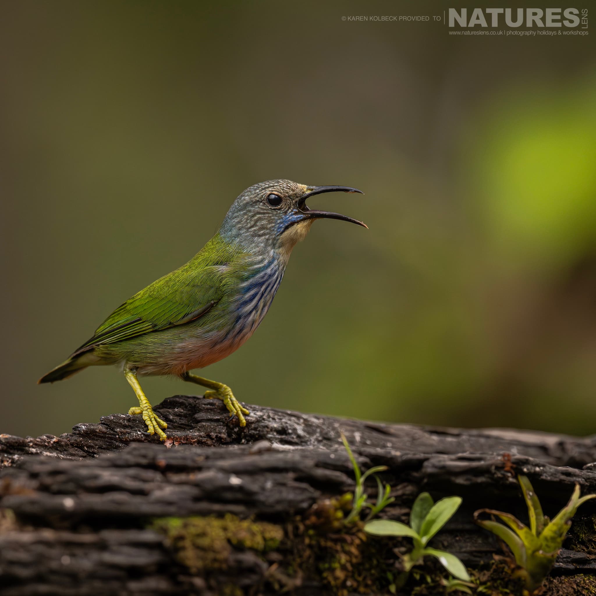 One Of The Many Species That Were Photographed By Karen Folbeck During Our 2024 Costa Rican Wildlife Photography Holiday 97 One Of The Many Species That Were Photographed By Karen Folbeck During Our 2024 Costa Rican Wildlife Photography Holiday – 97