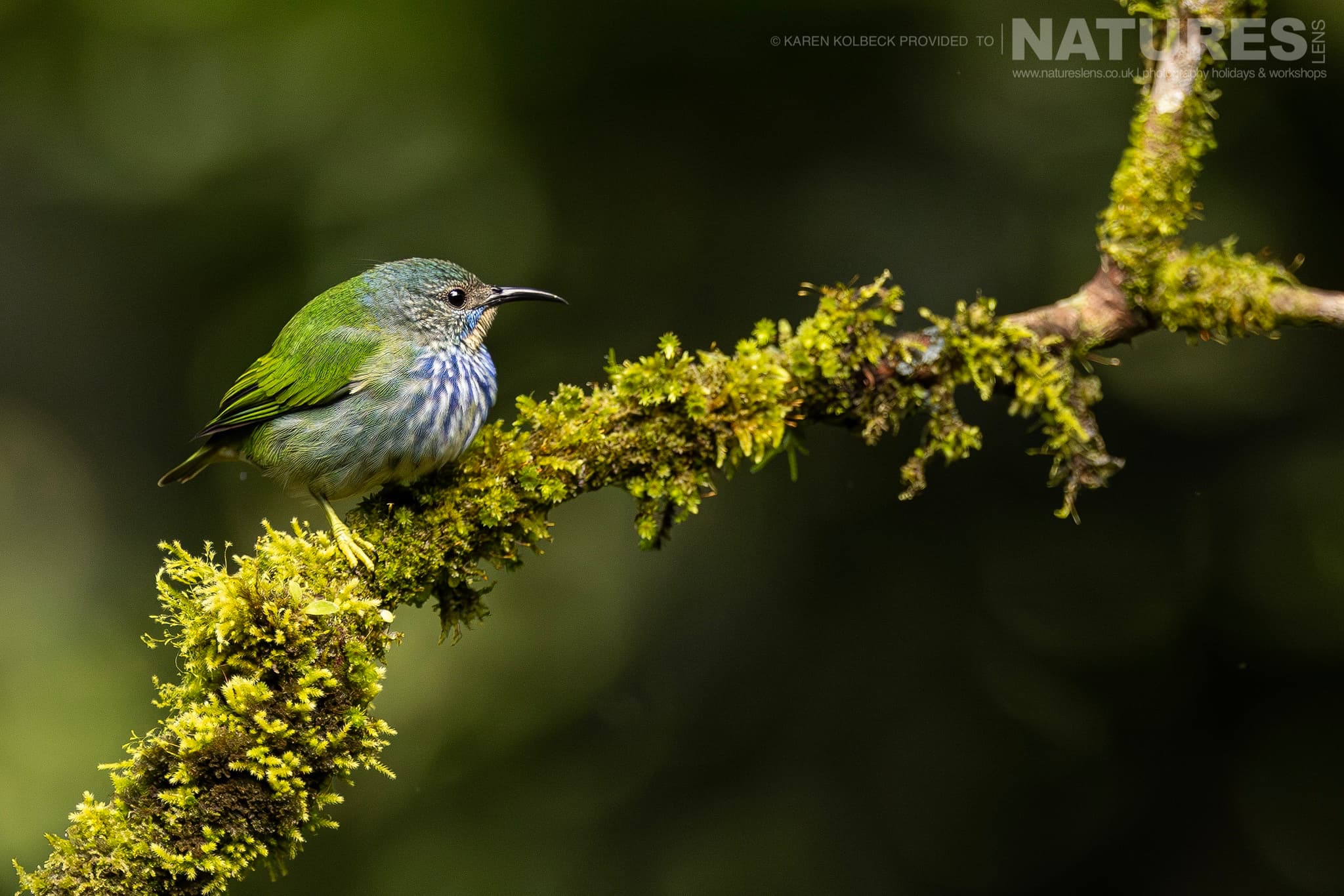 One Of The Many Species That Were Photographed By Karen Folbeck During Our 2024 Costa Rican Wildlife Photography Holiday 98 One Of The Many Species That Were Photographed By Karen Folbeck During Our 2024 Costa Rican Wildlife Photography Holiday – 98