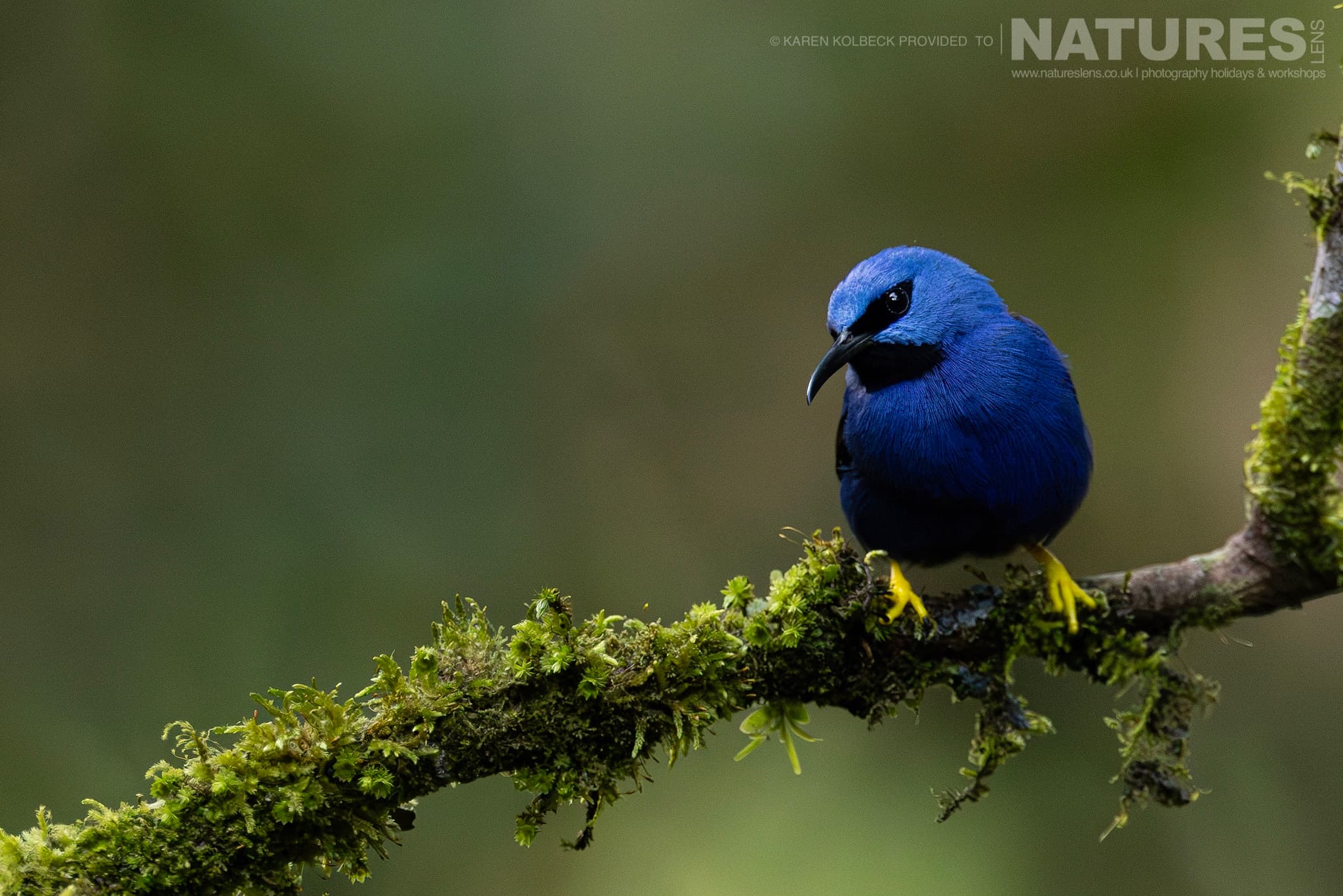 One Of The Many Species That Were Photographed By Karen Folbeck During Our 2024 Costa Rican Wildlife Photography Holiday 99 One Of The Many Species That Were Photographed By Karen Folbeck During Our 2024 Costa Rican Wildlife Photography Holiday – 99