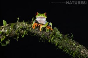 Some of the images that were captured by Dennis Craggs during our 2024 Costa Rican Photography Holiday – 87