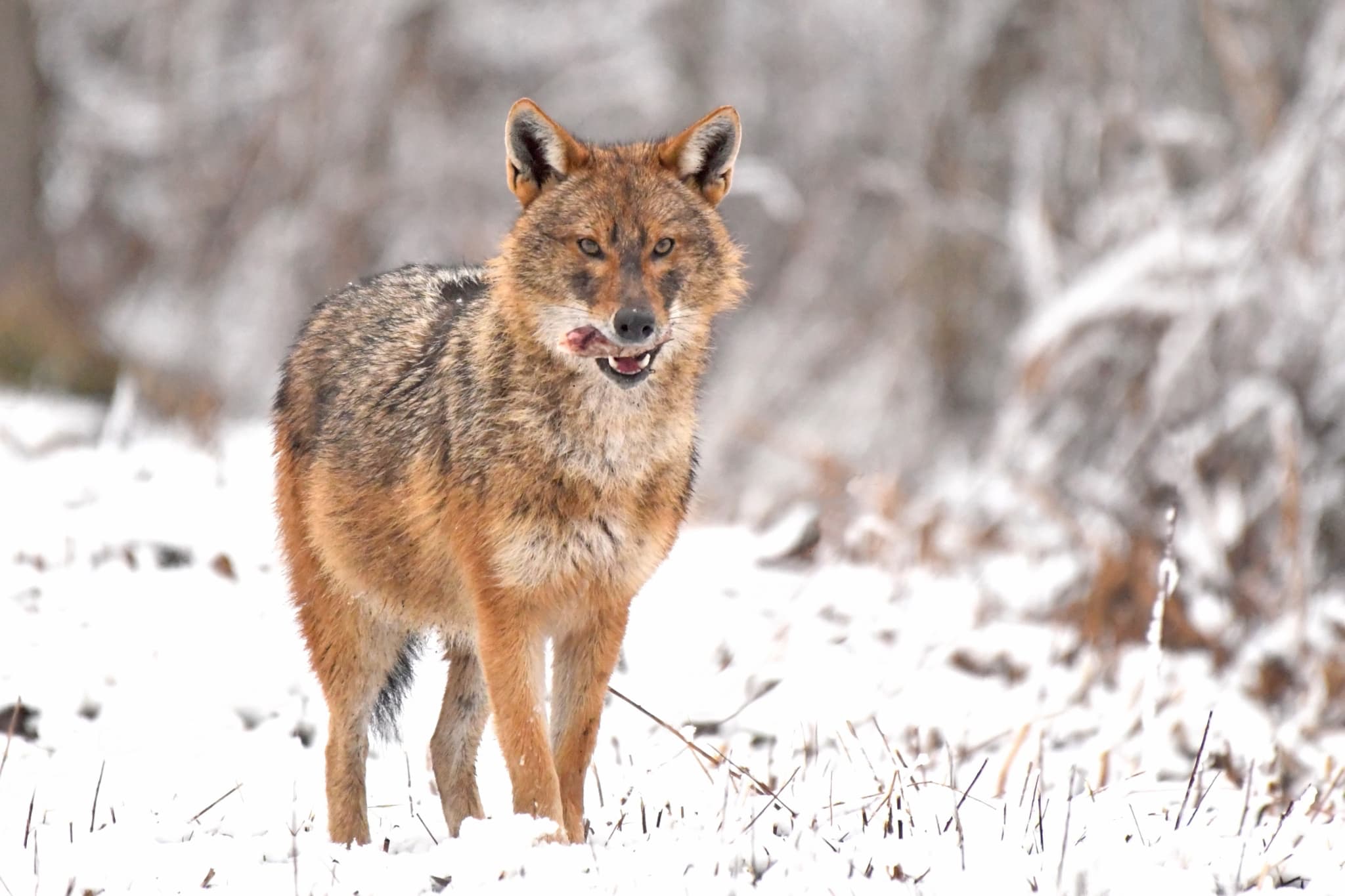 - One Of Our Hand-Picked Wildlife Photography Holidays For 2026