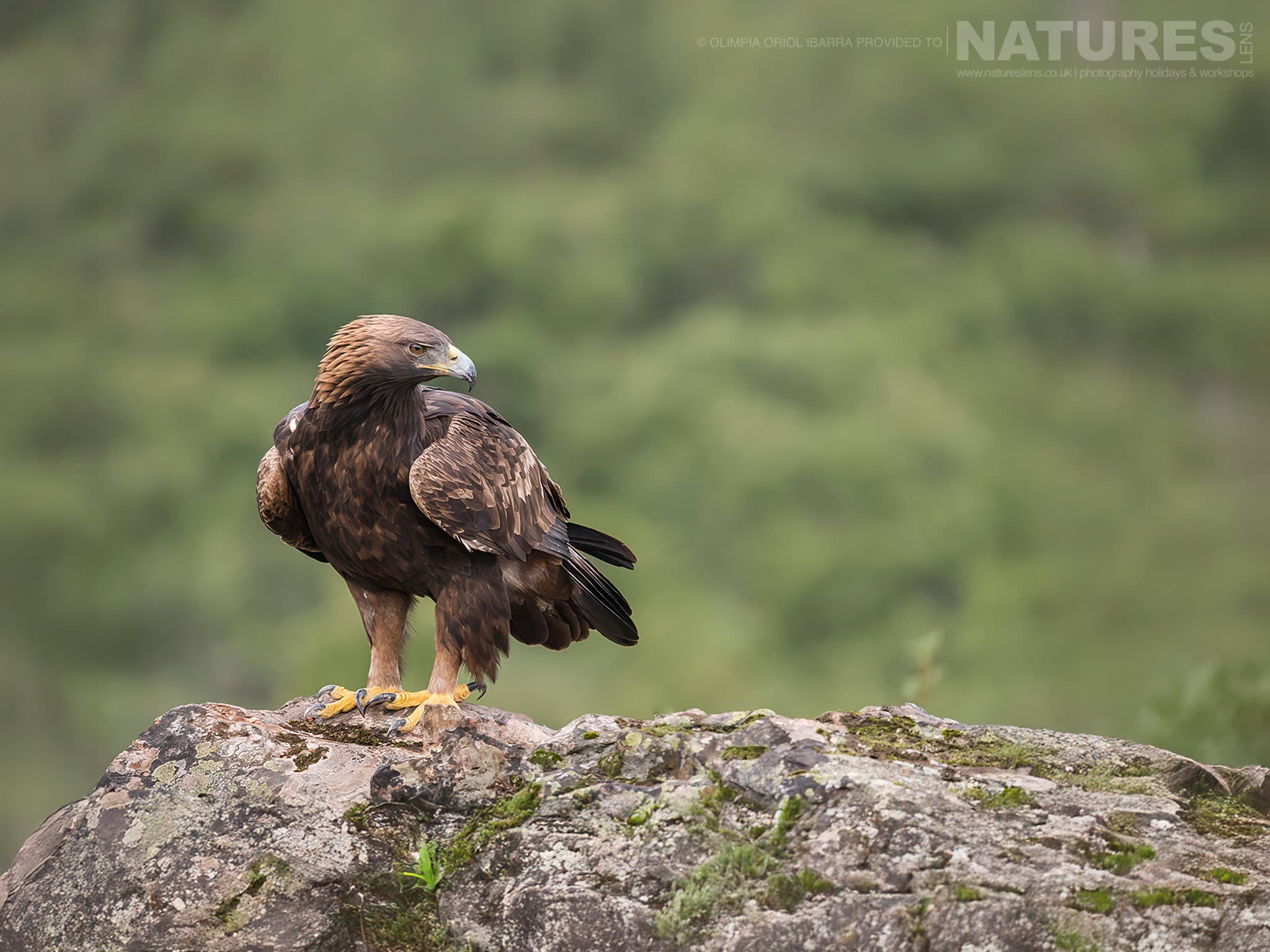 One Of The Golden Eagles Photographed On The Estate Used For The Natureslens Birds Of Extremadura Photography Holiday One Of The Golden Eagles - Photographed On The Estate Used For Bird Photography In Extremadura With Natureslens