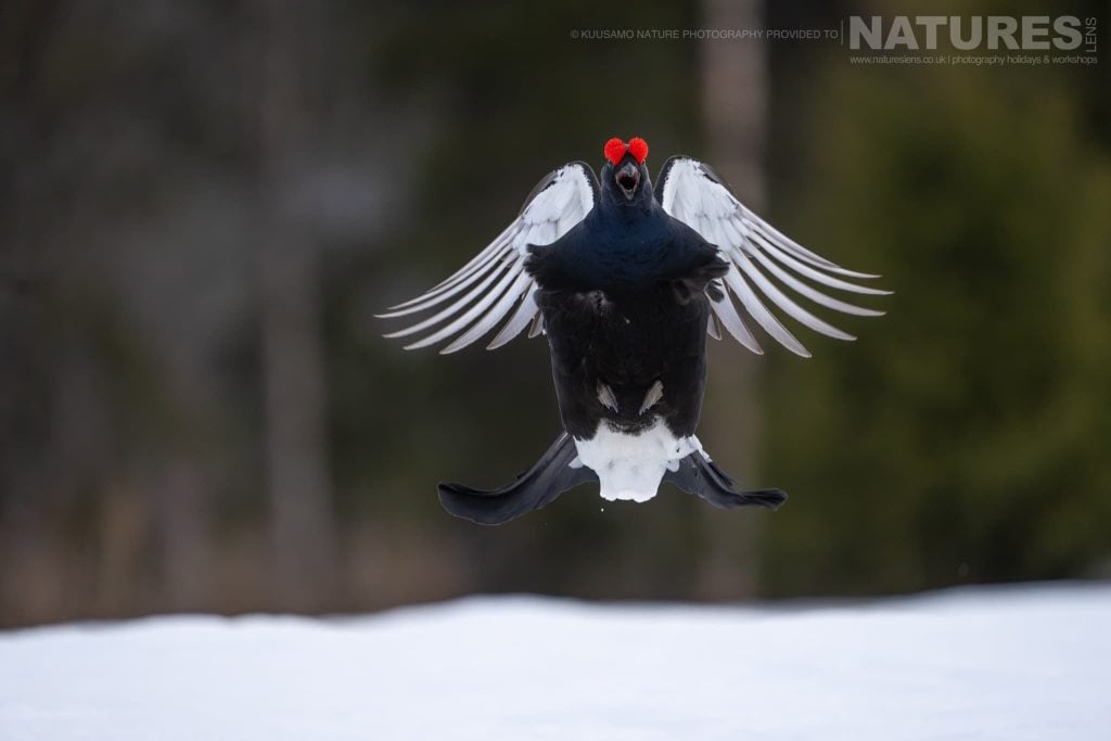 Photograph the Finland’s Spectacular Winter Wildlife with NaturesLens in 2026