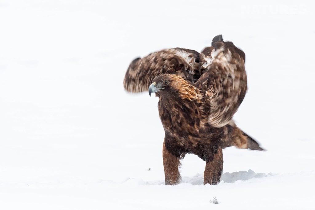 Photograph the Winter Wildlife of Finland with NaturesLens in 2026
