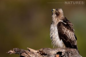 A Booted Eagle looks skywards - photographed on the estate used for the NaturesLens Birds of Extremadura photography holiday