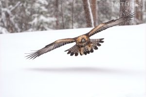 One of the Golden Eagles in flight - photographed at the locations used for the NaturesLens Winter Wildlife of Finland Photography Holiday