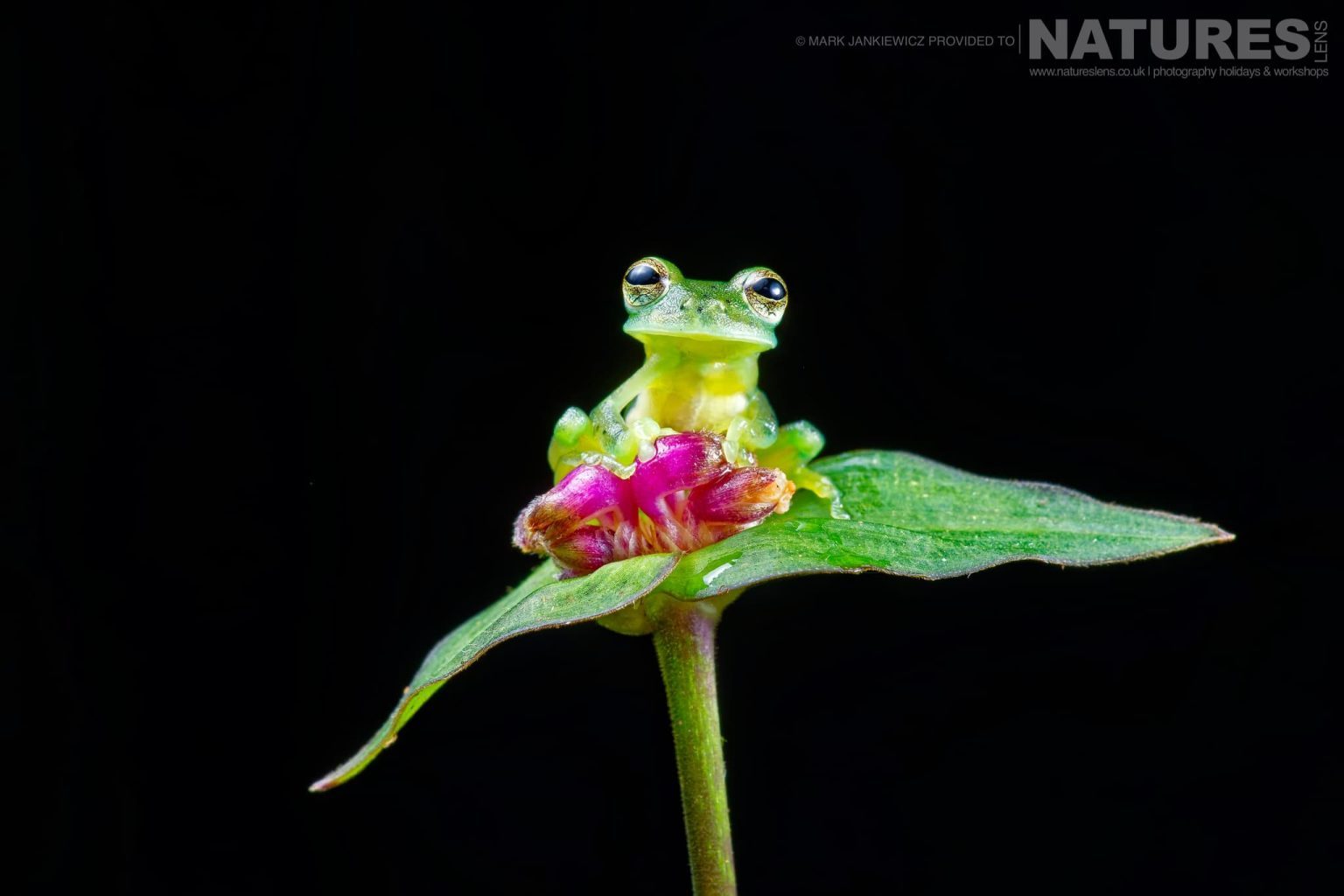 A Glass Frog posed on a leaf - photographed during the Icons of Costa Rica Photography Holiday From NaturesLens