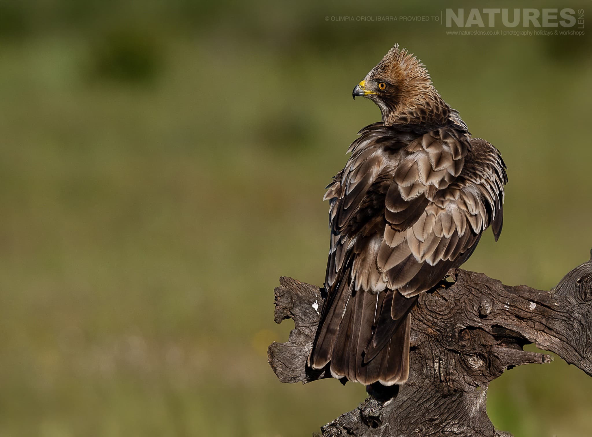 A Booted Eagle Perched On A Fallen Tree Photographed On The Estate Used For The Natureslens Birds Of Extremadura Photography Holiday A Booted Eagle Perched On A Fallen Tree - Photographed On The Estate Used For The Natureslens Wildlife Photography Holiday In Extremadura