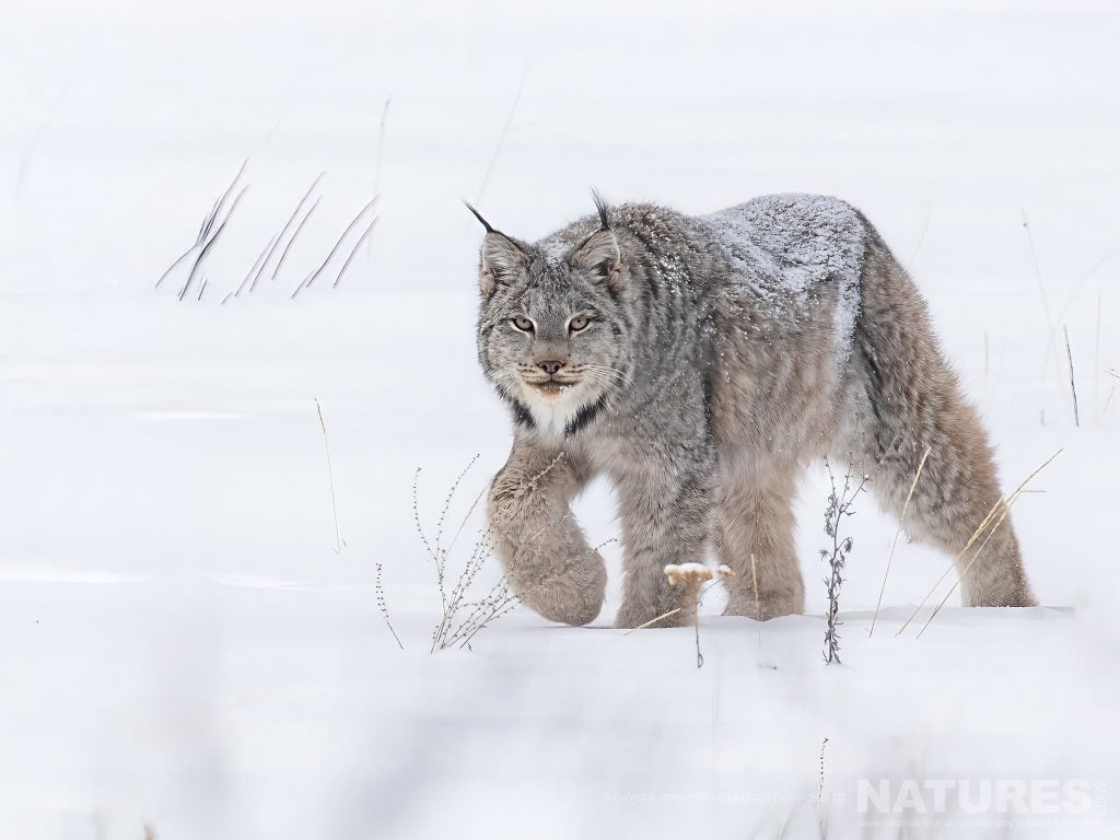 Photograph the Wolves, Lynx & Winter Wildlife of Canada with NaturesLens in 2028
