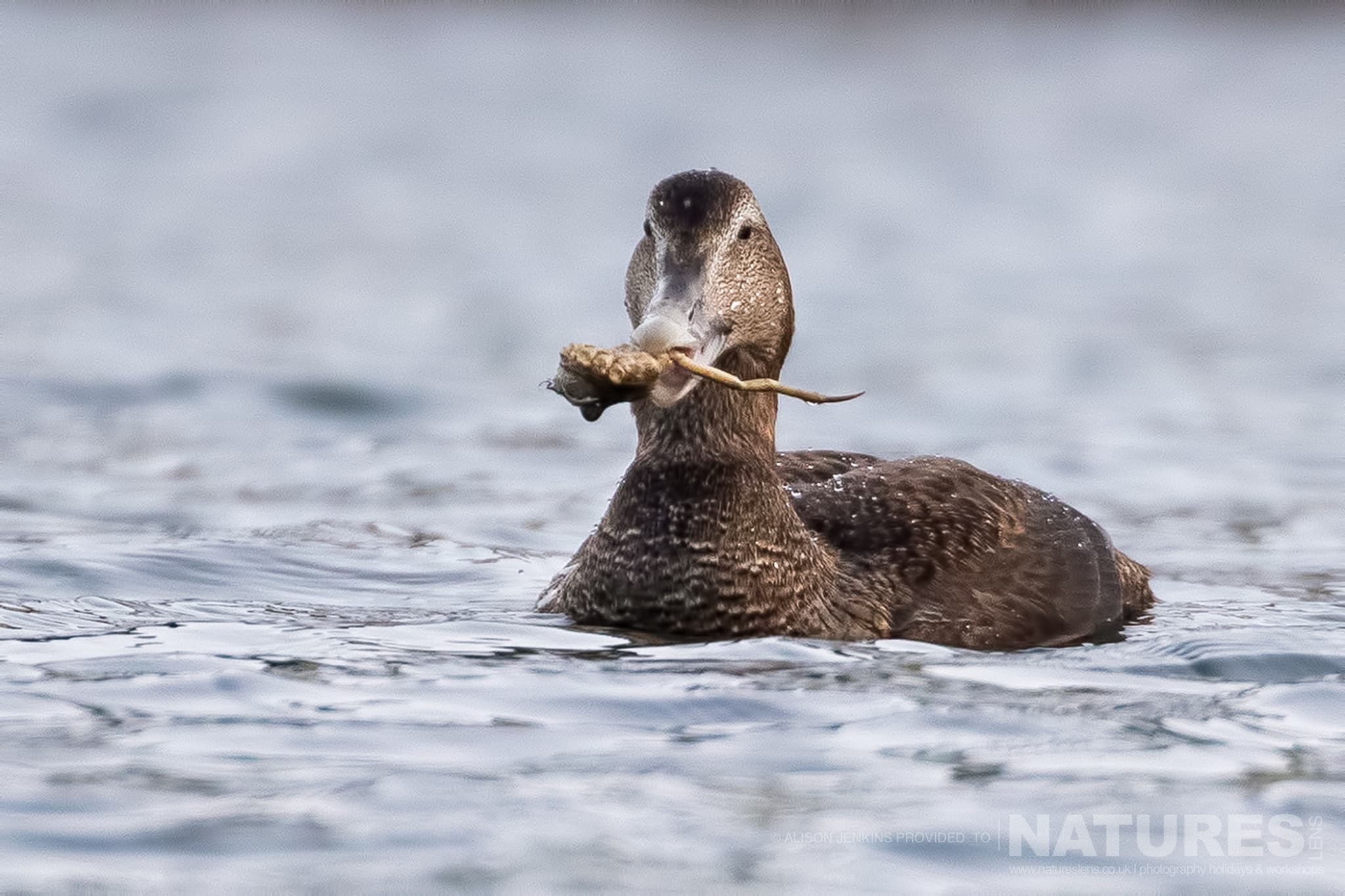A Common Eider Holding A Crab Photographed By Alison Jenkins Who Will Be Leading The Natureslens Arctic Wildlife Of Varanger Photography Tour A Common Eider Holding A Crab, Photographed By Alison Jenkins Who Leads The Natureslens Arctic Wildlife Of Varanger Photography Tour
