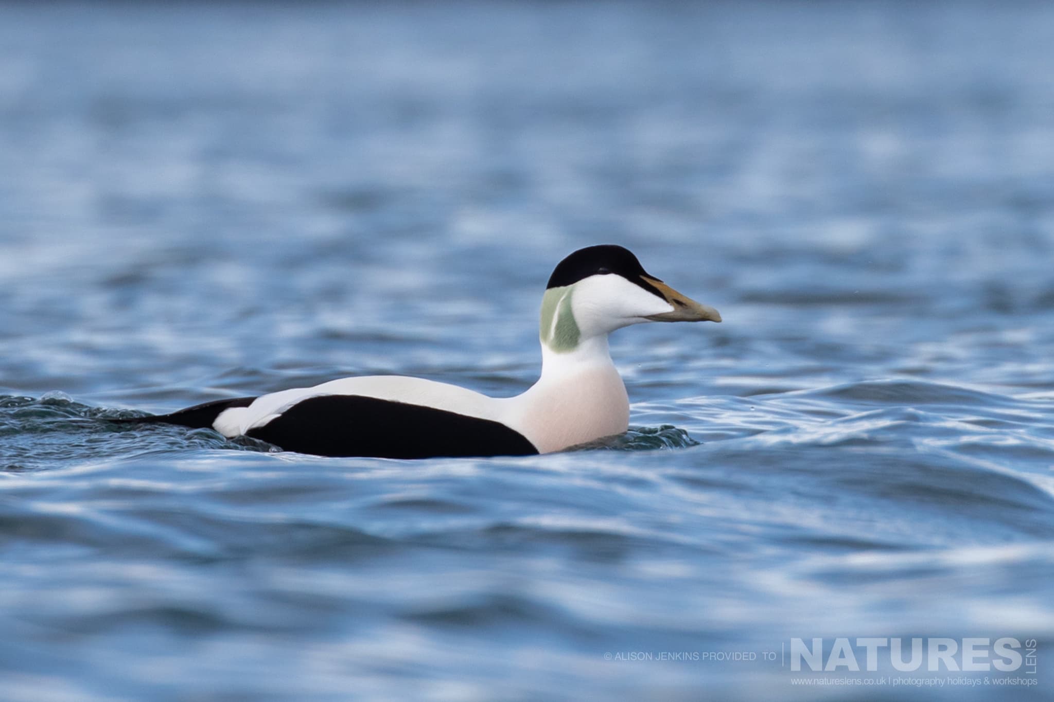 A Common Eider Swimming On The Ocean Photographed By Alison Jenkins Who Will Be Leading The Natureslens Arctic Wildlife Puffins In The Snow Photography Holiday A Common Eider Swimming On The Ocean - Photographed By Alison Jenkins Who Will Be Leading The Natureslens Arctic Wildlife &Amp; Puffins In The Snow Photography Holiday