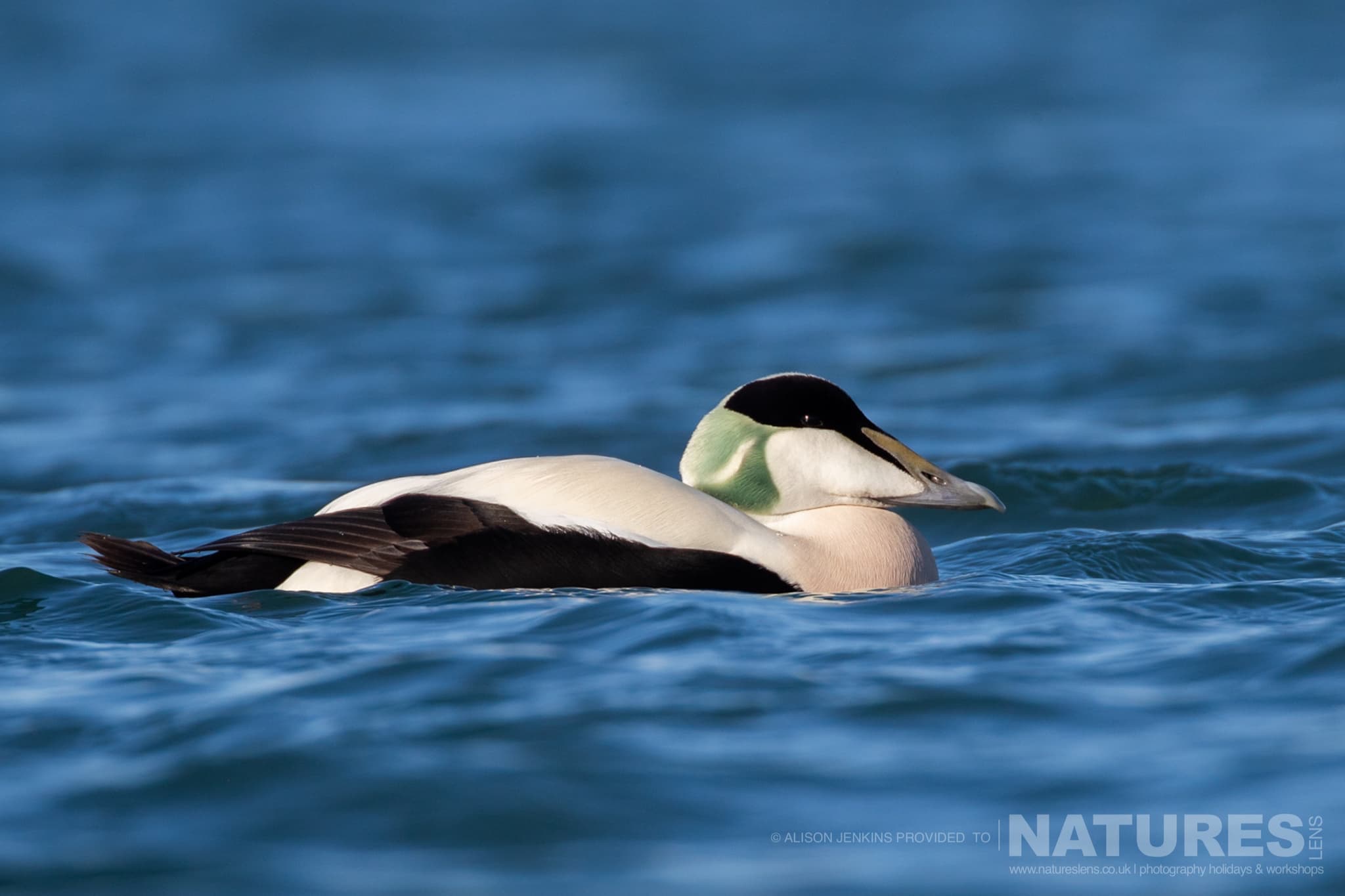 A Common Eider Swimming On The Water Photographed By Alison Jenkins Who Will Be Leading The Natureslens Arctic Wildlife Puffins In The Snow Photography Holiday A Common Eider Swimming On The Water - Photographed By Alison Jenkins Who Will Be Leading The Natureslens Arctic Wildlife &Amp; Puffins In The Snow Photography Holiday