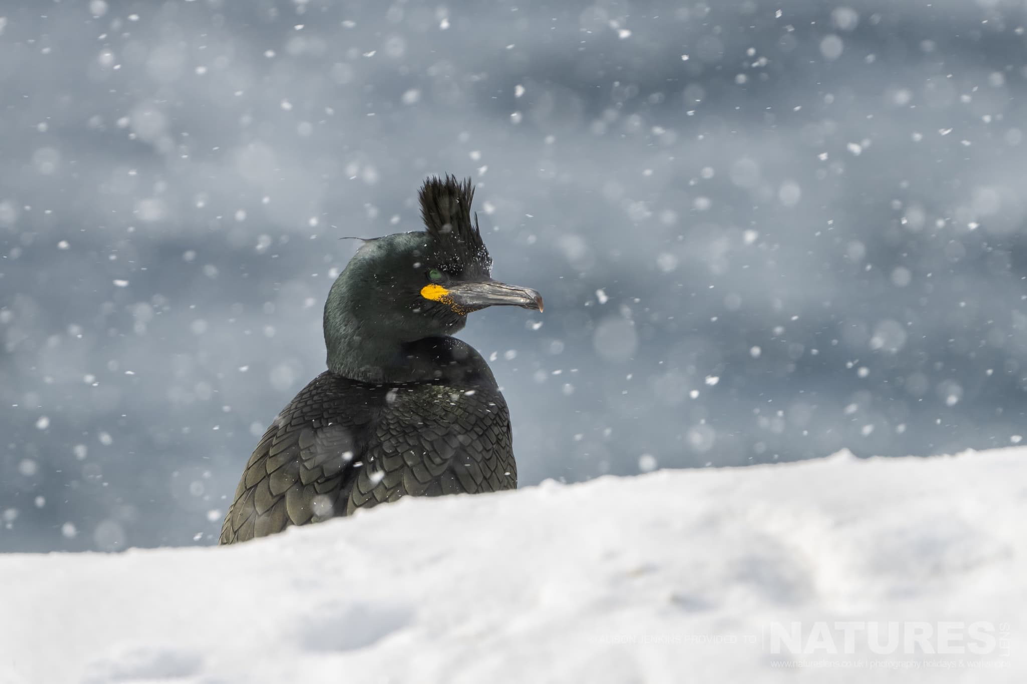 A European Shag In Snowfall Photographed By Alison Jenkins Who Will Be Leading The Natureslens Arctic Wildlife Puffins In The Snow Photography Holiday A European Shag In Snowfall - Photographed By Alison Jenkins Who Will Be Leading The Natureslens Arctic Wildlife &Amp; Puffins In The Snow Photography Holiday