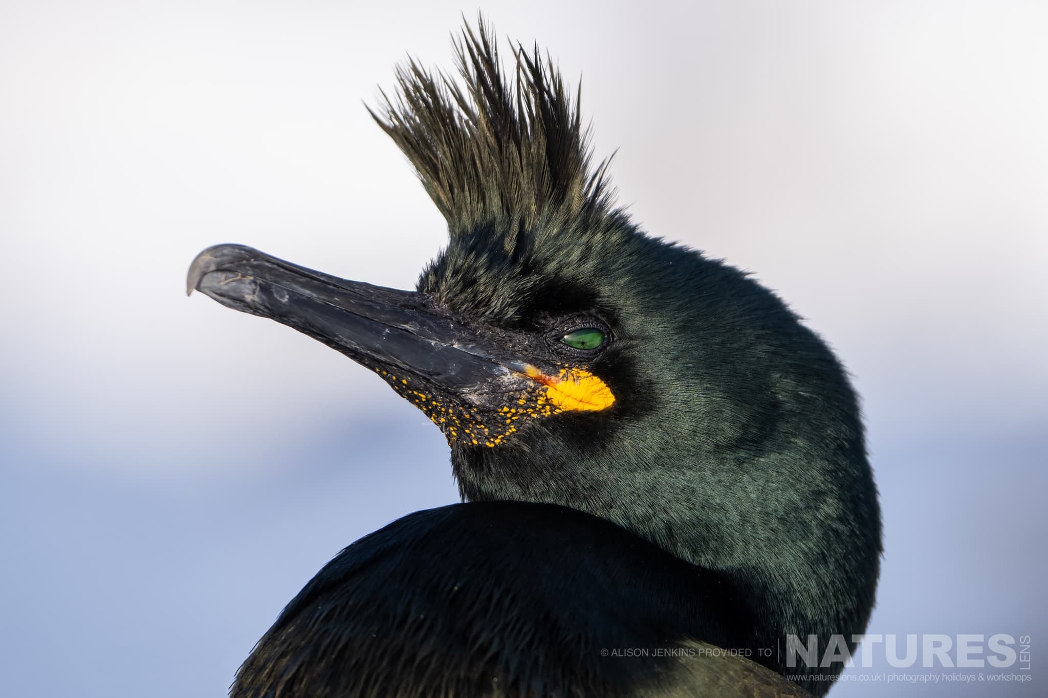 A European Shag Photographed By Alison Jenkins Who Will Be Leading The Natureslens Arctic Wildlife Puffins In The Snow Photography Holiday A European Shag - Photographed By Alison Jenkins Who Will Be Leading The Natureslens Arctic Wildlife &Amp; Puffins In The Snow Photography Holiday