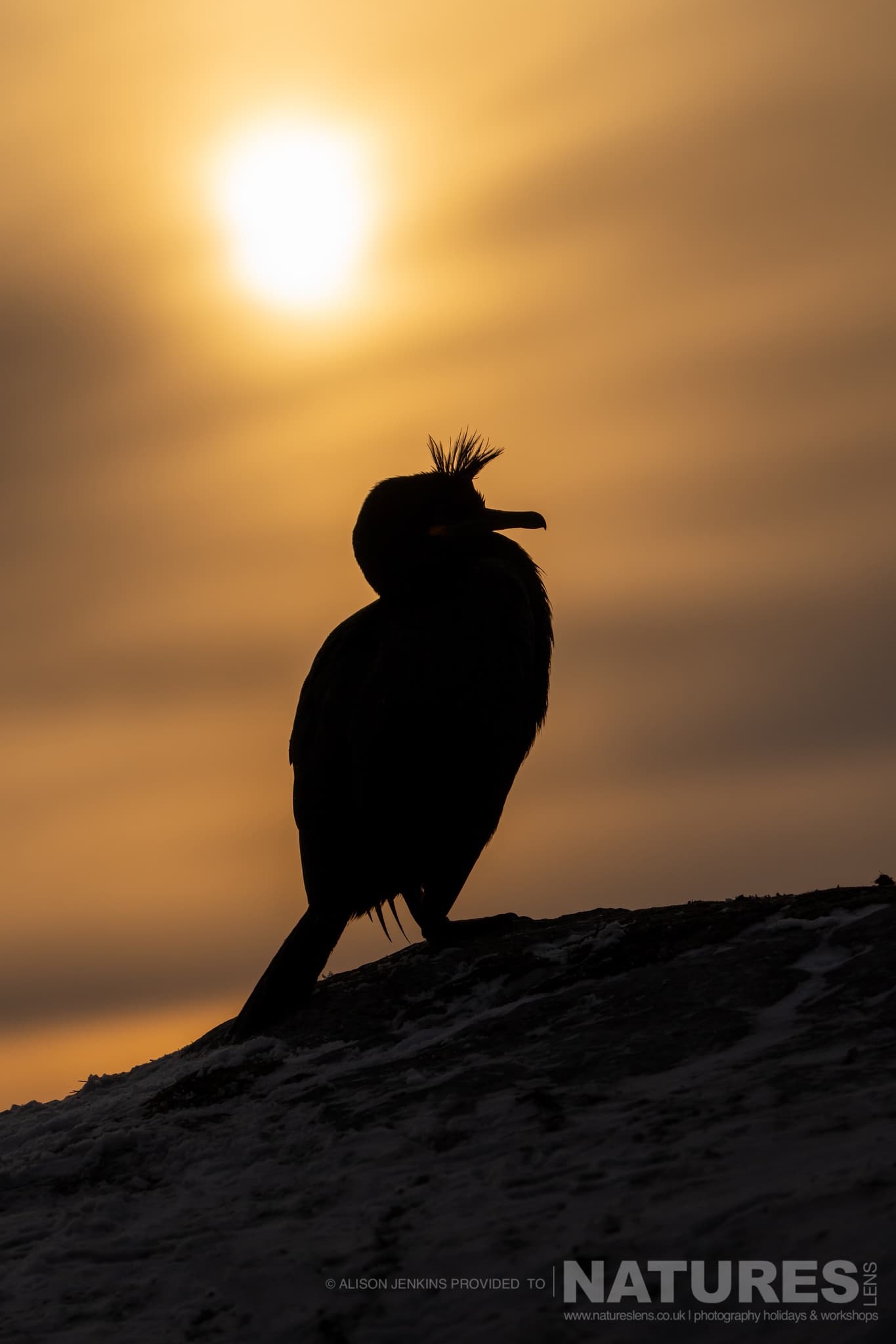 A European Shag Silhouetted Against The Sunset Photographed By Alison Jenkins Who Will Be Leading The Natureslens Arctic Wildlife Puffins In The Snow Photography Holiday A European Shag Silhouetted Against The Sunset - Photographed By Alison Jenkins Who Will Be Leading The Natureslens Arctic Wildlife &Amp; Puffins In The Snow Photography Holiday