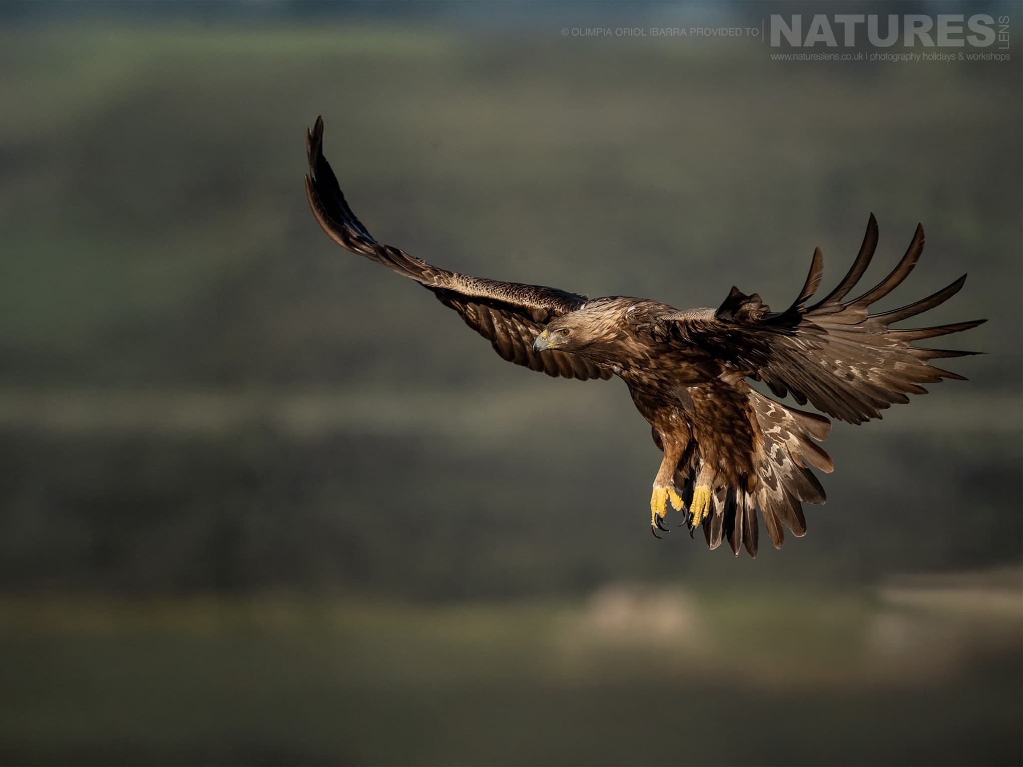 A Golden Eagle In Flight - Photographed On The Estate Used For The Natureslens Birds Of Extremadura Photography Holiday A Golden Eagle In Flight - Photographed On The Estate Used For The Natureslens Birds Of Extremadura Photography Holiday