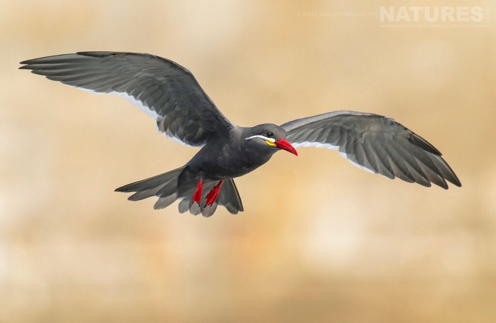 A Inca Tern Photographed In Peru By Our Co Leader Steve Sanchez An Inca Tern In Flight With Wings Spread, Showing Its Red Bill And Legs