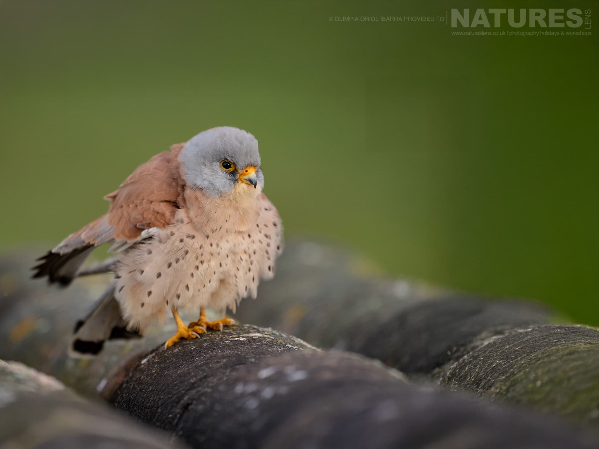 A Lesser Kestrel On A Rooftop Photographed On The Estate Used For The Natureslens Birds Of Extremadura Photography Holiday A Lesser Kestrel On A Rooftop Photographed On The Estate Used For The Natureslens Birds Of Extremadura Photography Holiday