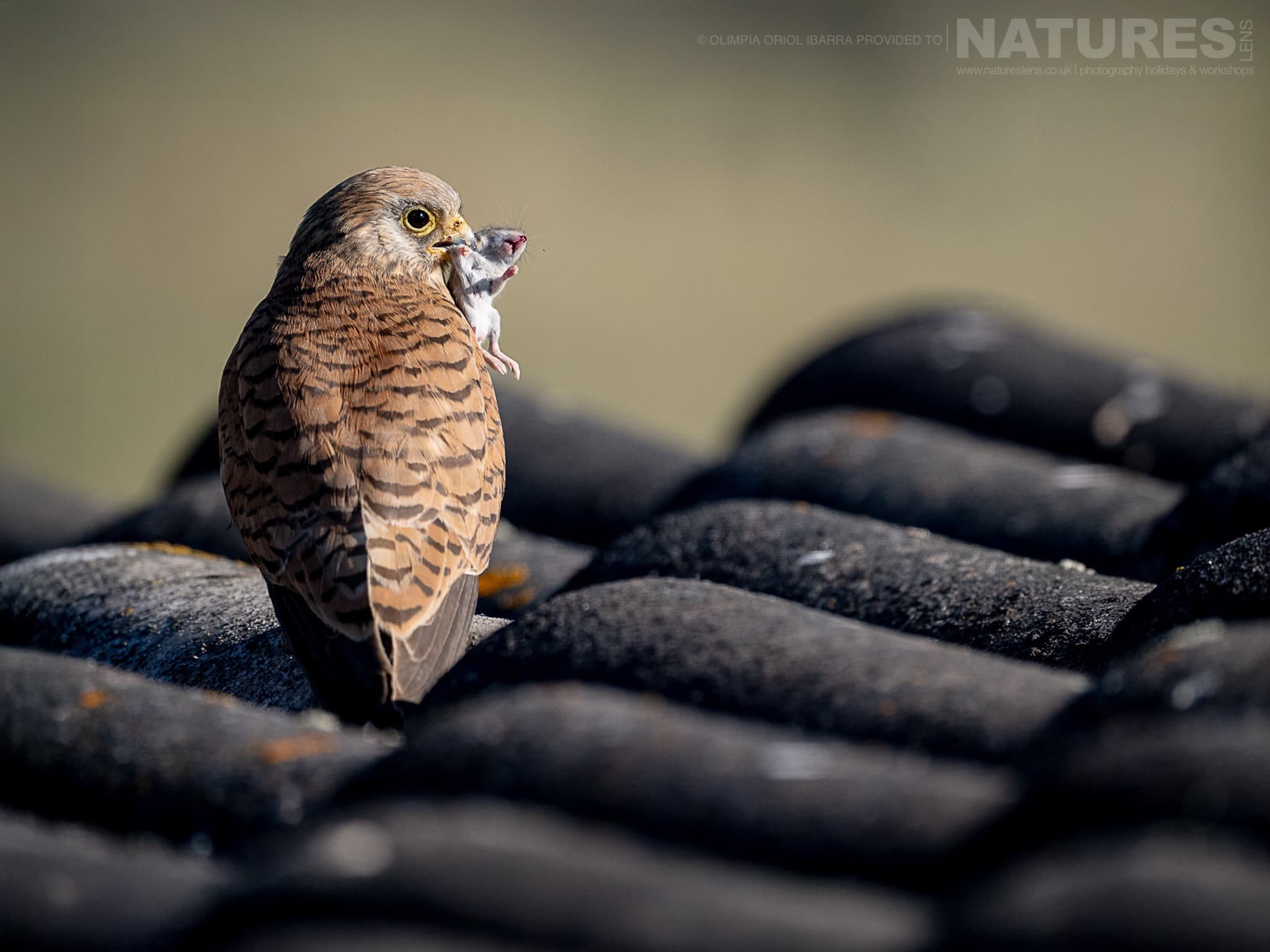 A Lesser Kestrel On A Rooftop With Captured Prey Photographed On The Estate Used For The Natureslens Birds Of Extremadura Photography Holiday A Lesser Kestrel On A Rooftop With Captured Prey - Photographed On The Estate Used For The Natureslens Birds Of Extremadura Photography Holiday