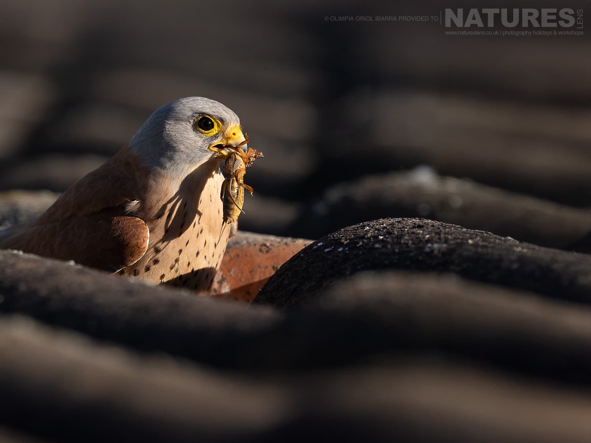 A Lesser Kestrel On A Rooftop With Prey Photographed On The Estate Used For The Natureslens Birds Of Extremadura Photography Holiday A Lesser Kestrel On A Rooftop With Prey - Photographed On The Estate Used For The Natureslens Birds Of Extremadura Photography Holiday