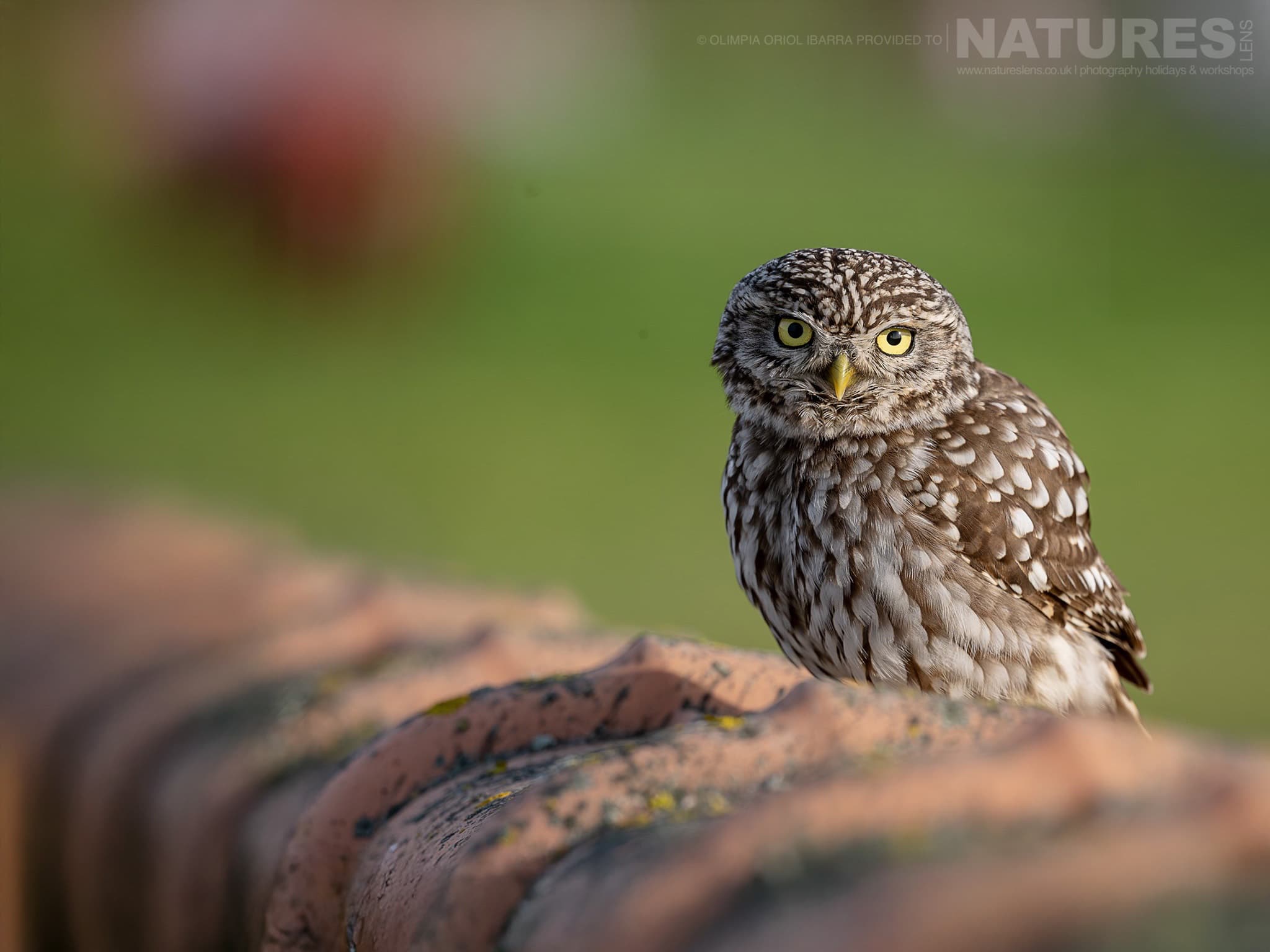 A Little Owl Perched On A Rooftop Photographed On The Estate Used For The Natureslens Birds Of Extremadura Photography Holiday A Little Owl Perched On A Rooftop - Photographed On The Estate Used For The Natureslens Birds Of Extremadura Photography Holiday