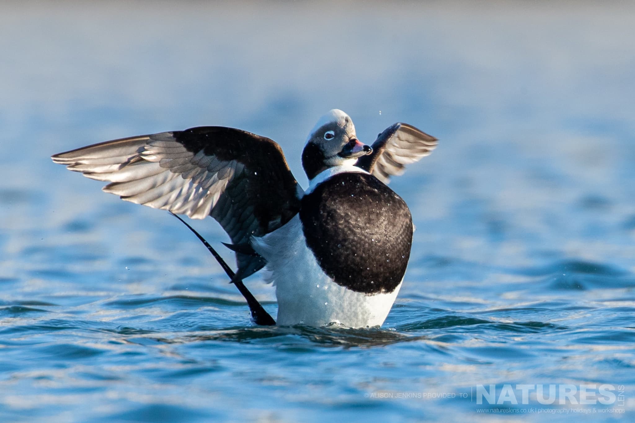 A Long Tailed Duck Flapping On Water Photographed By Alison Jenkins Who Will Be Leading The Natureslens Arctic Wildlife Puffins In The Snow Photography Holiday A Long-Tailed Duck Flapping On Water - Photographed By Alison Jenkins Who Will Be Leading The Natureslens Arctic Wildlife &Amp; Puffins In The Snow Photography Holiday